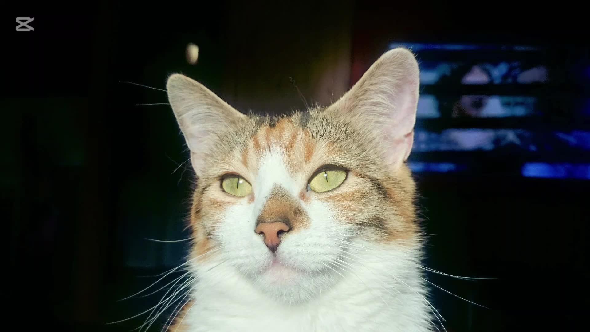 lv_0_20251218171949.mp4