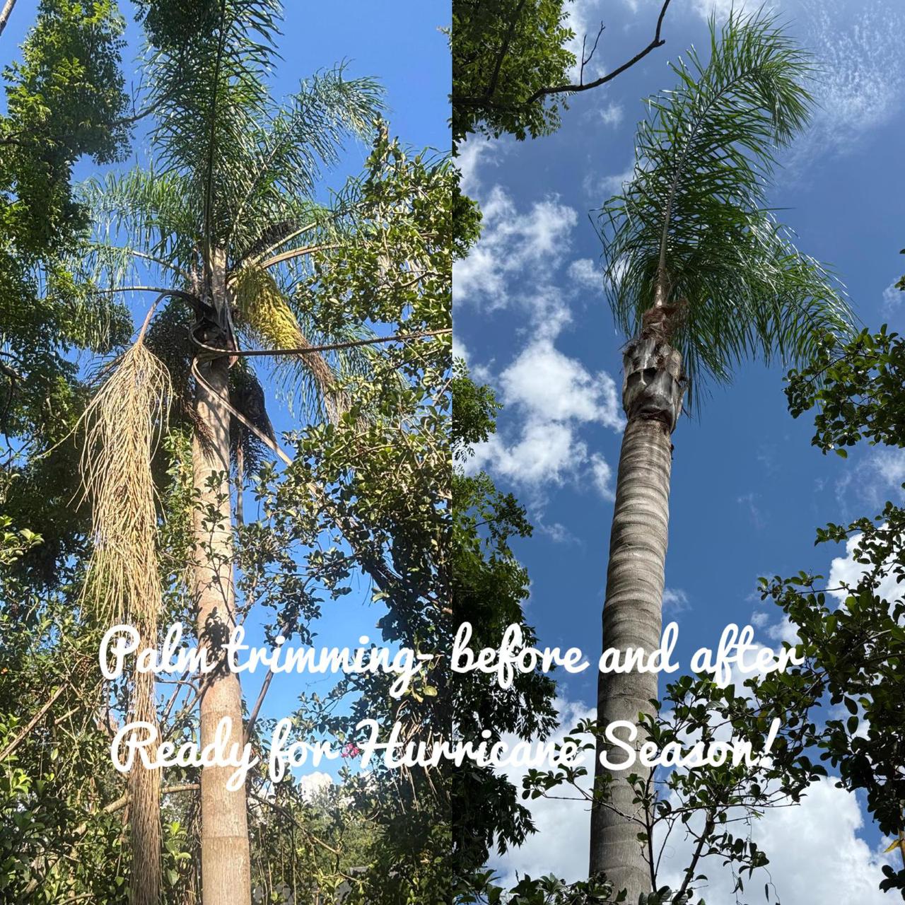 palm tree trimming before & after.jpg