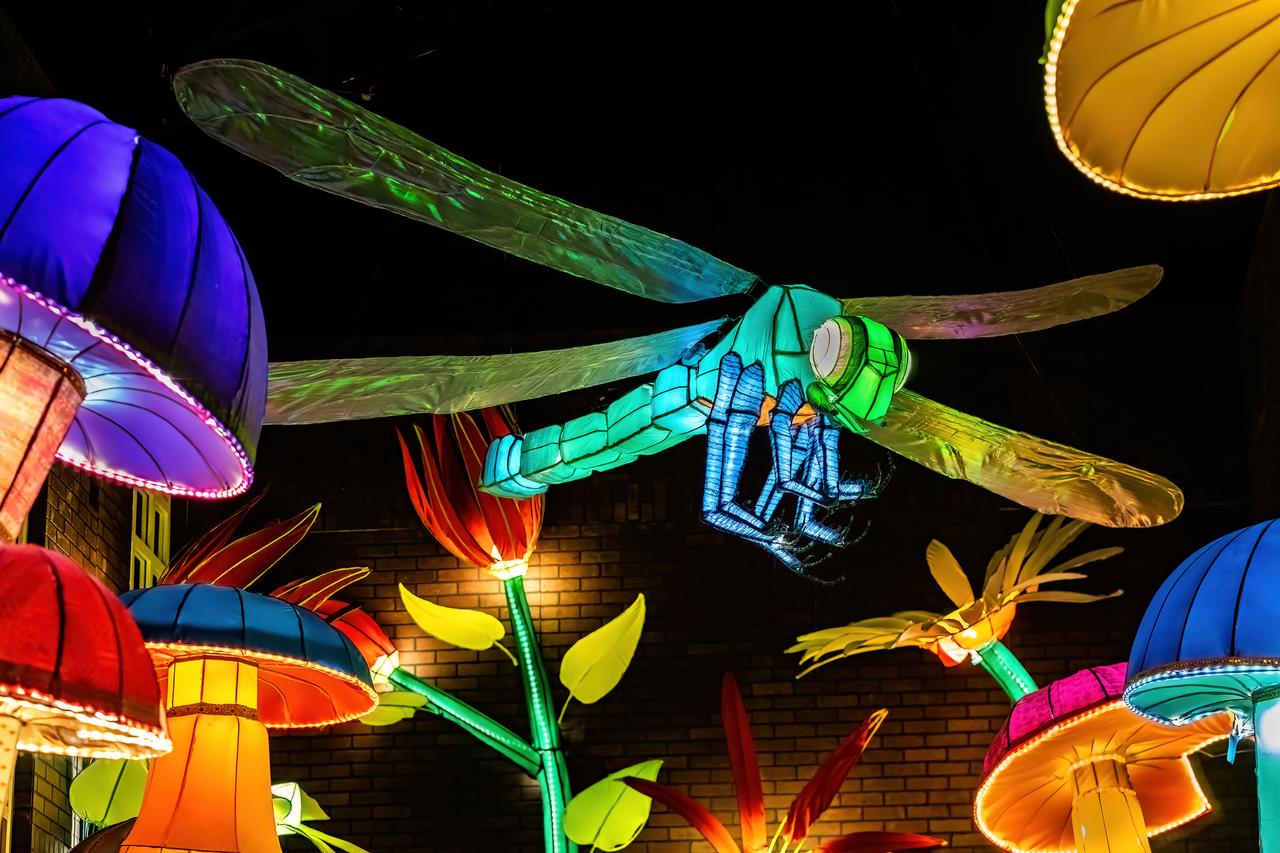 dragonfly 2-clear.jpg