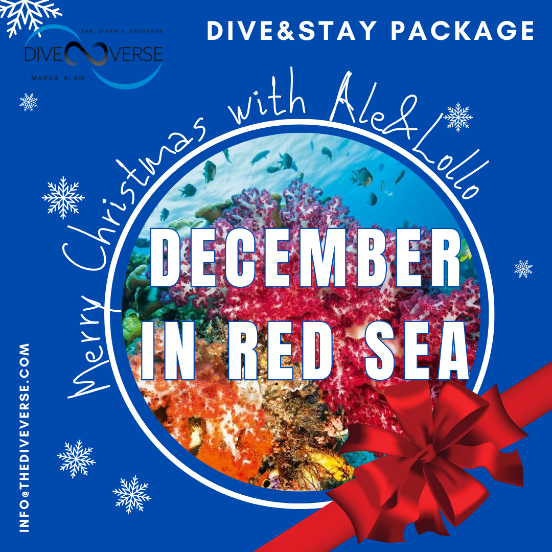 Dive&Stay december package Red Sea