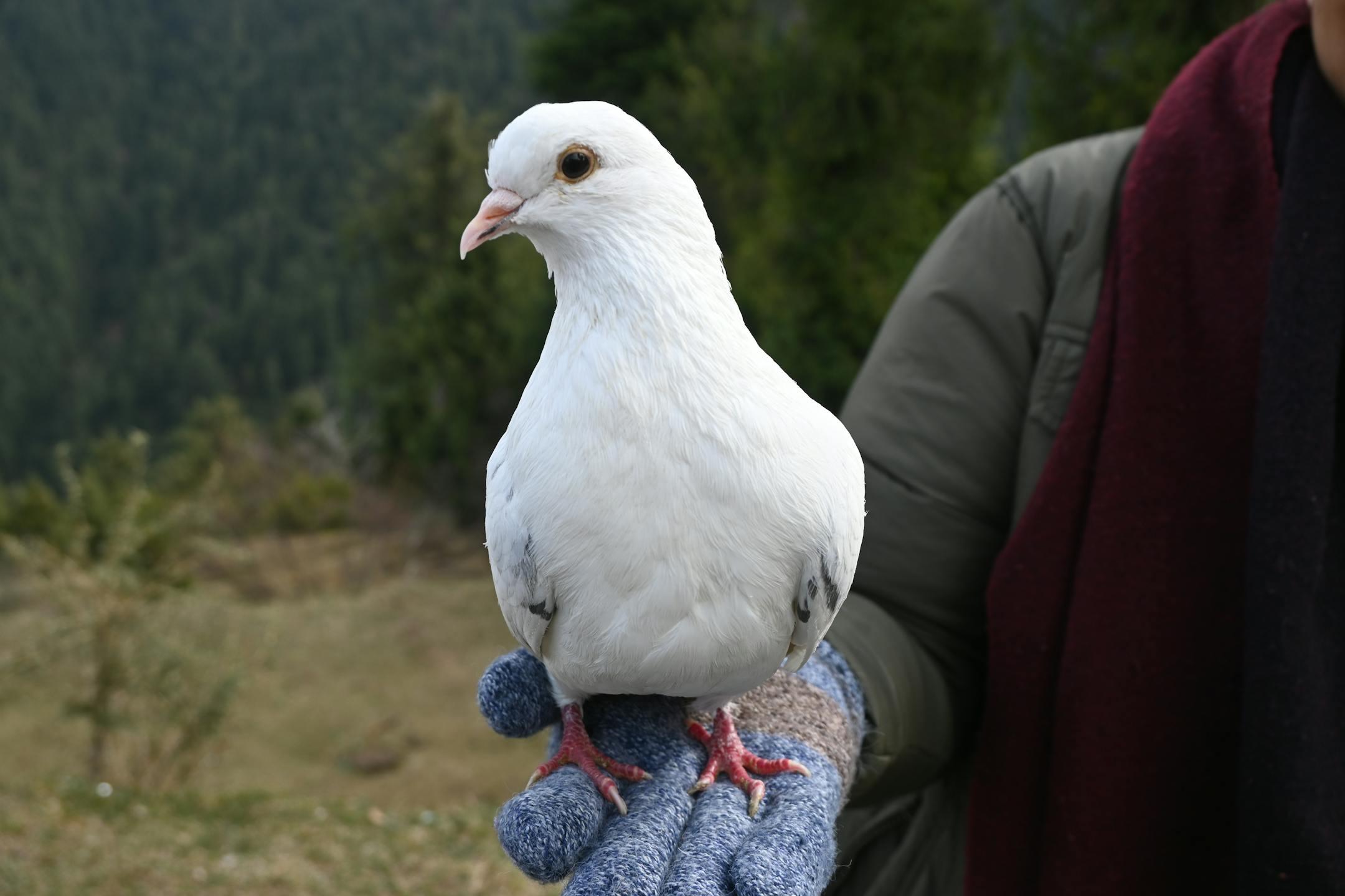 Serene image of a white dove perched on a gloved hand against Khajjiar's natural backdrop.