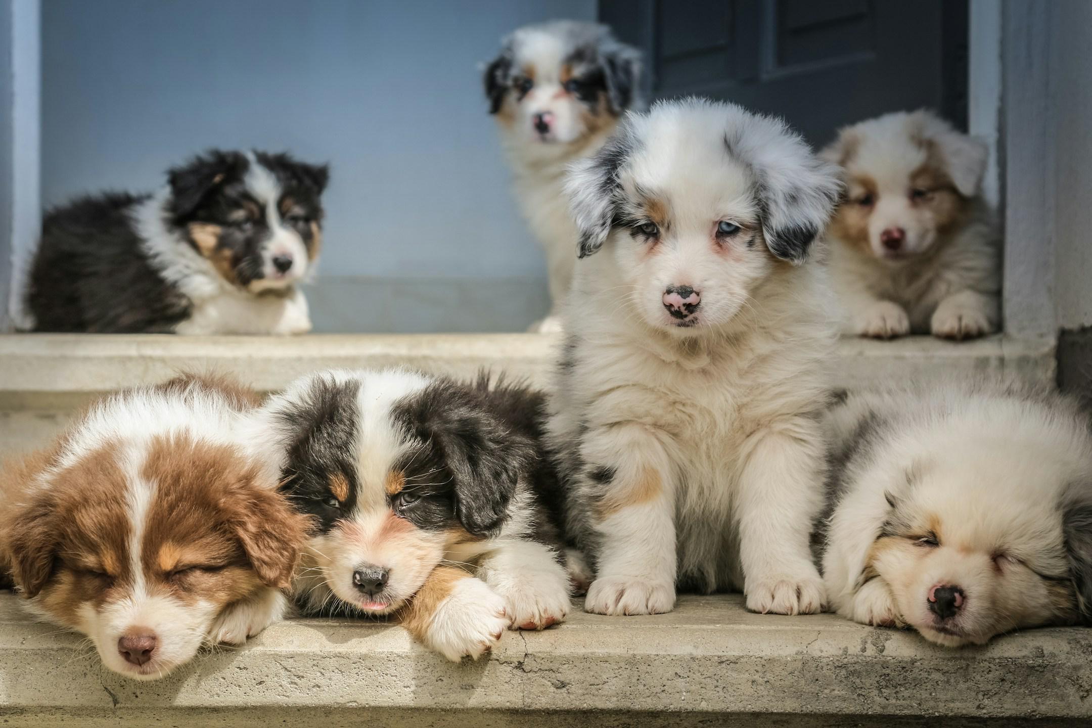 More photos and videos of Australian Shepherd babies on our facebook page “bbbergeraustralien”