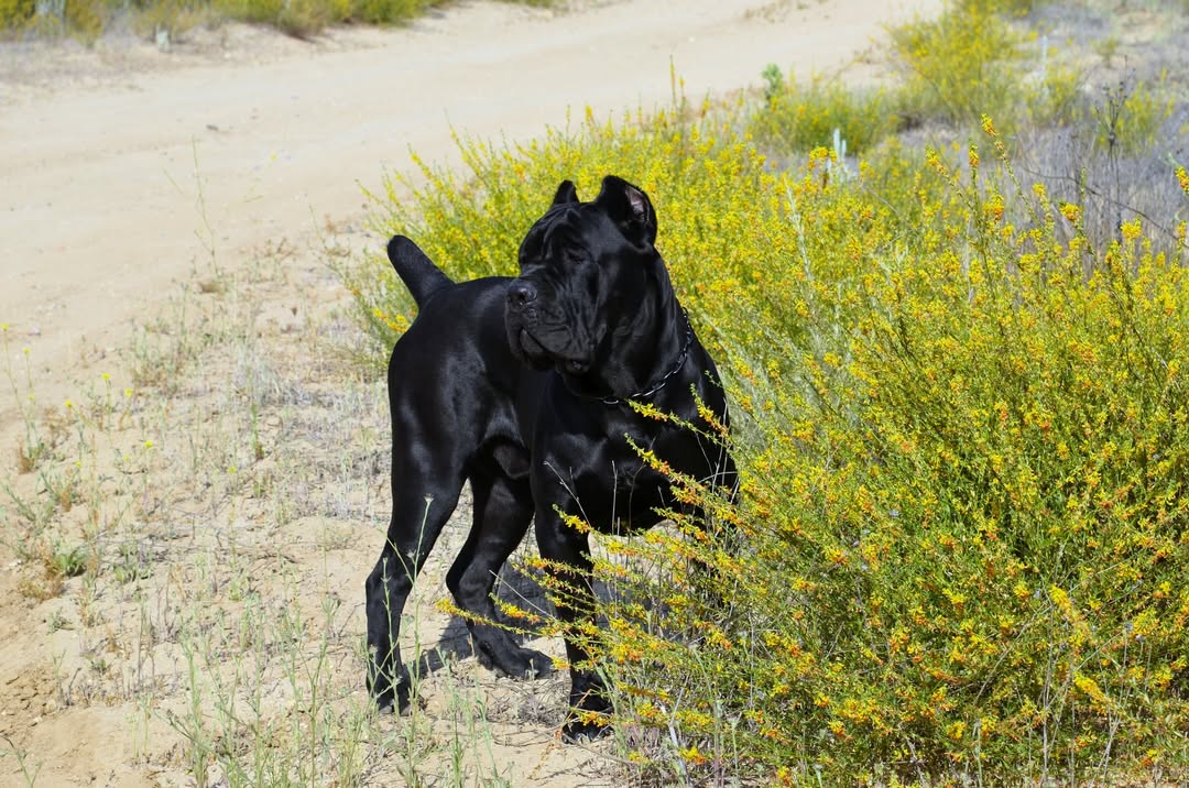 Champion Cane Corsos Logo