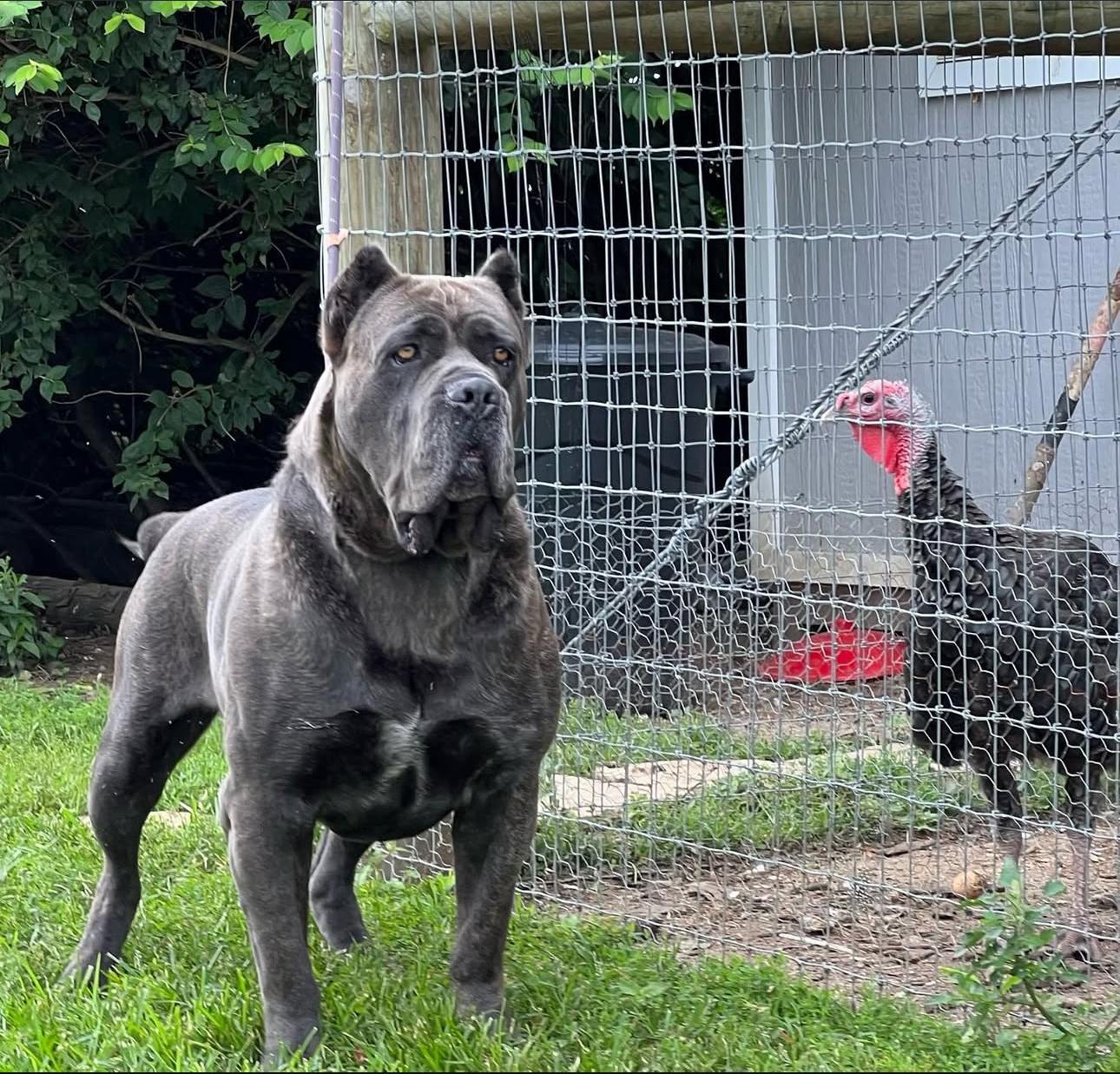 Cane Corso working with professional handler