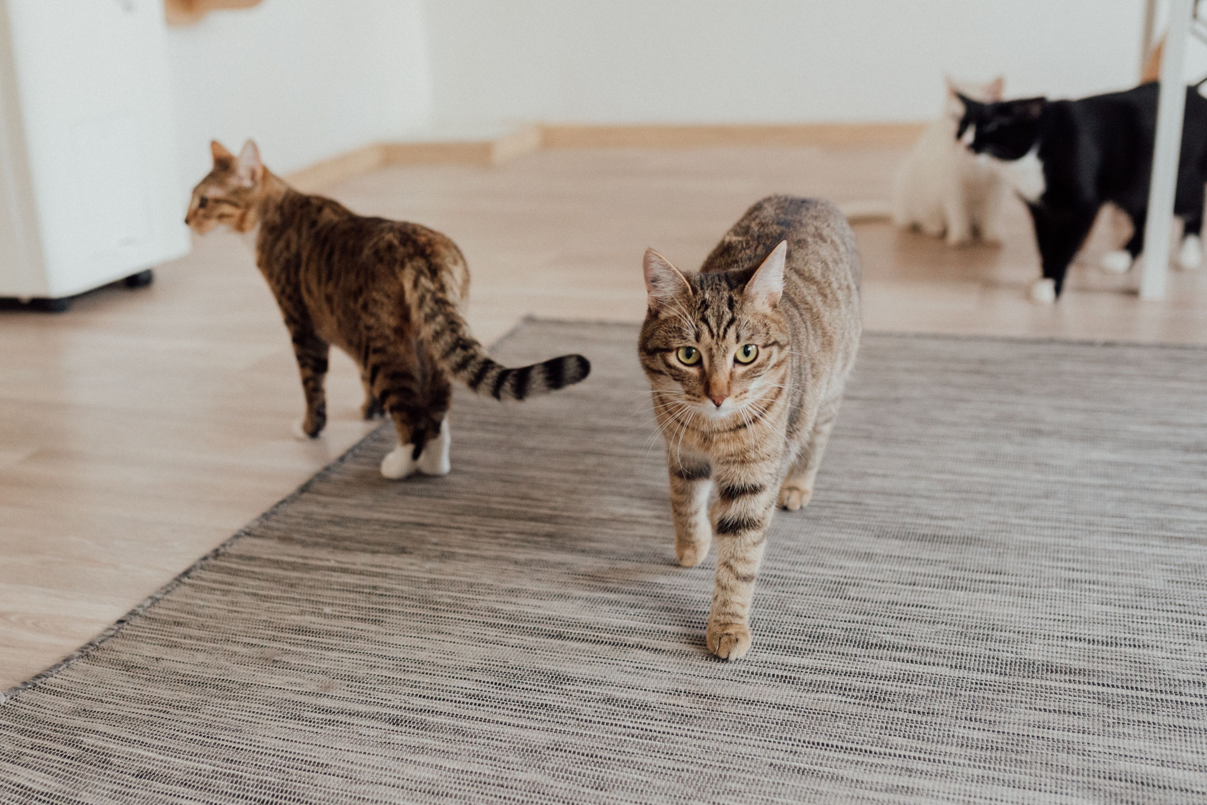 Happy pets during boarding stay