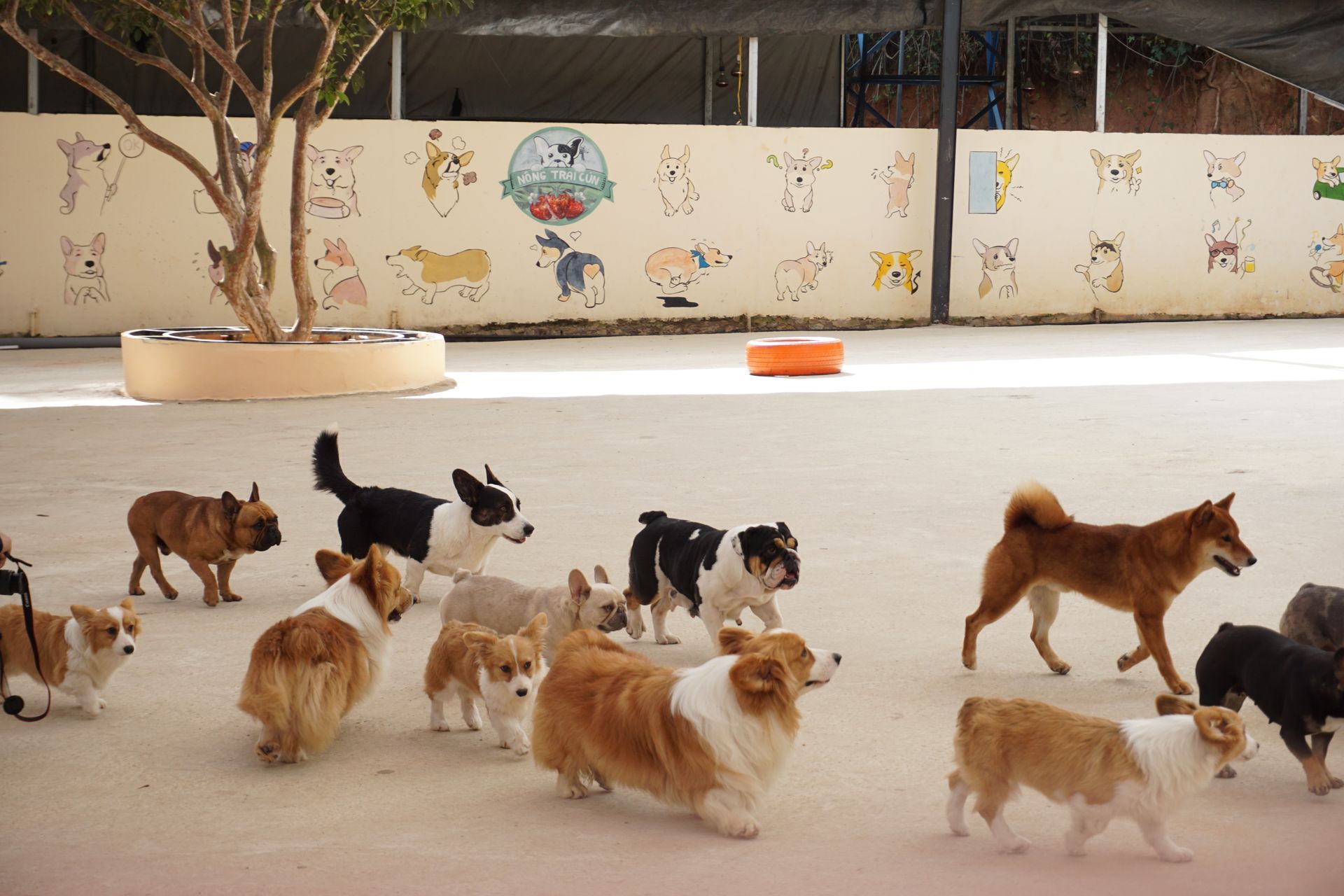 Spacious play yard