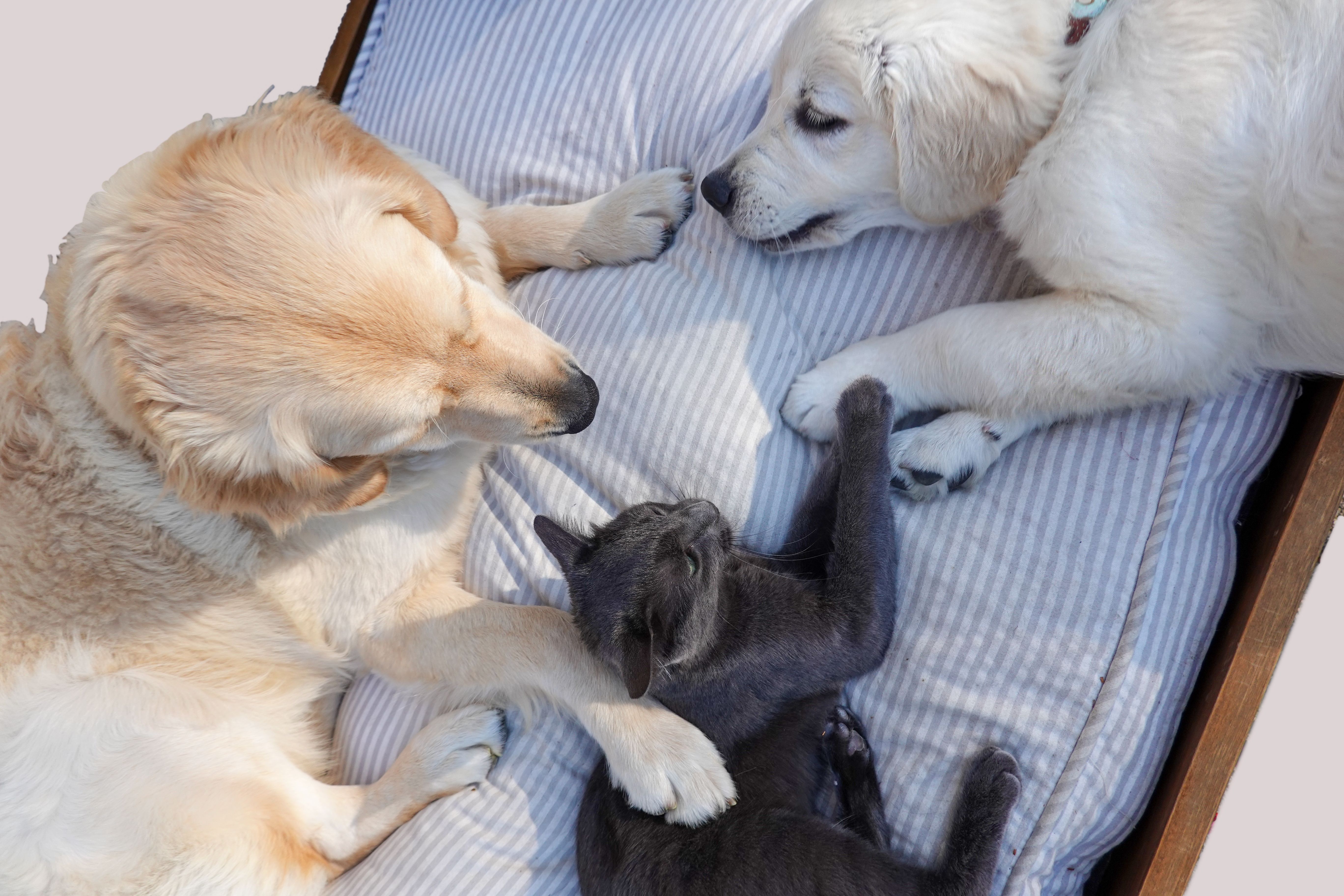 Premium pet boarding facility with happy golden retriever and black cat