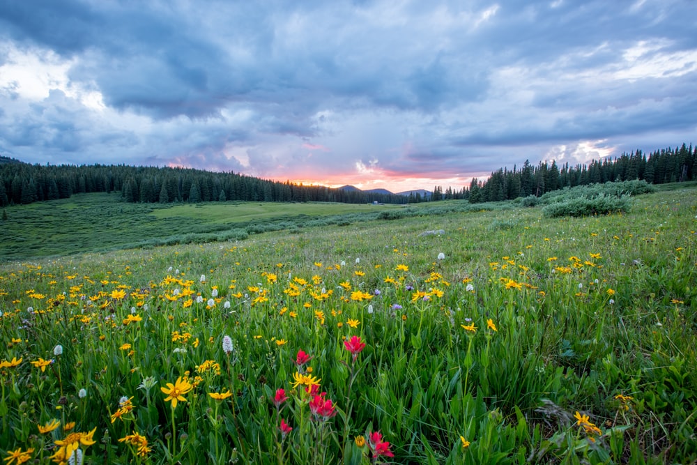 land pic.jpg