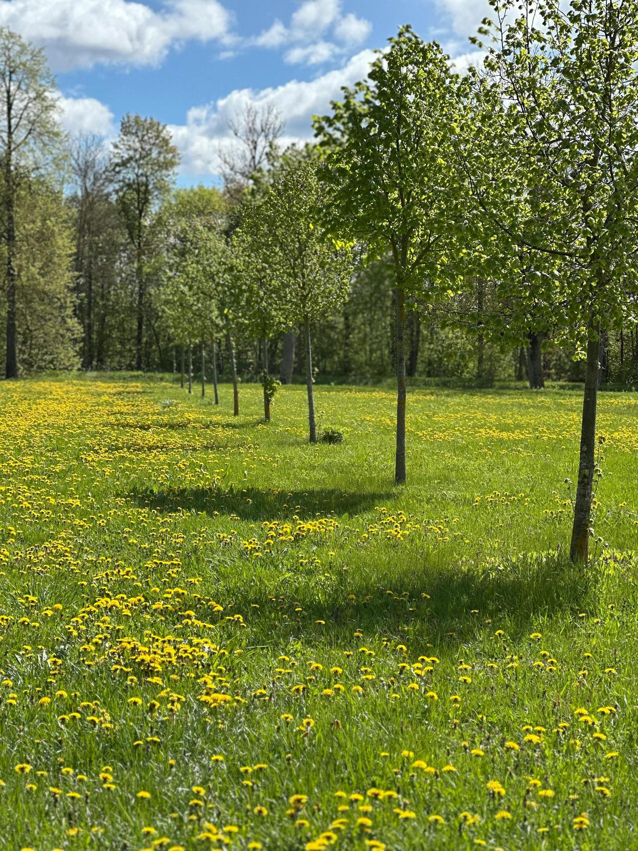 A vibrant meadow with dandelions under a clear blue sky, perfect for springtime visuals.