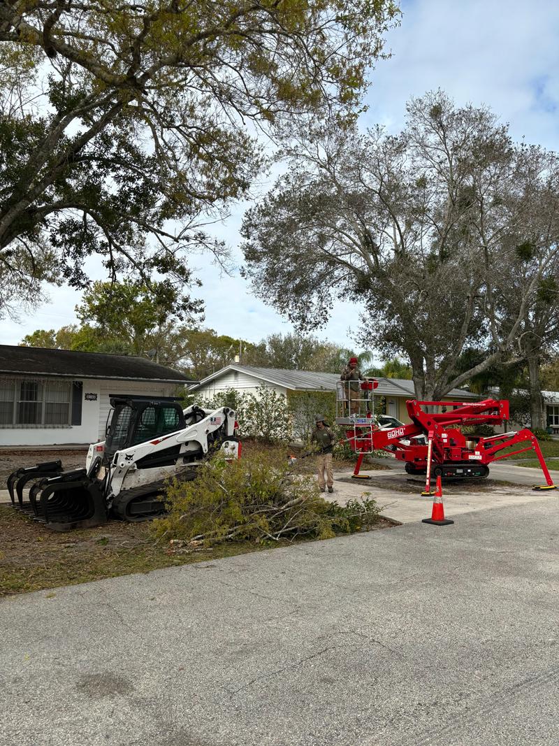 Tree services on the Treasure Coast