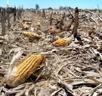 téléchargement (9).jpeg