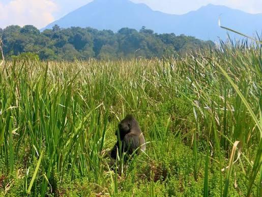 Biodiversité et restauration des écosystèmes