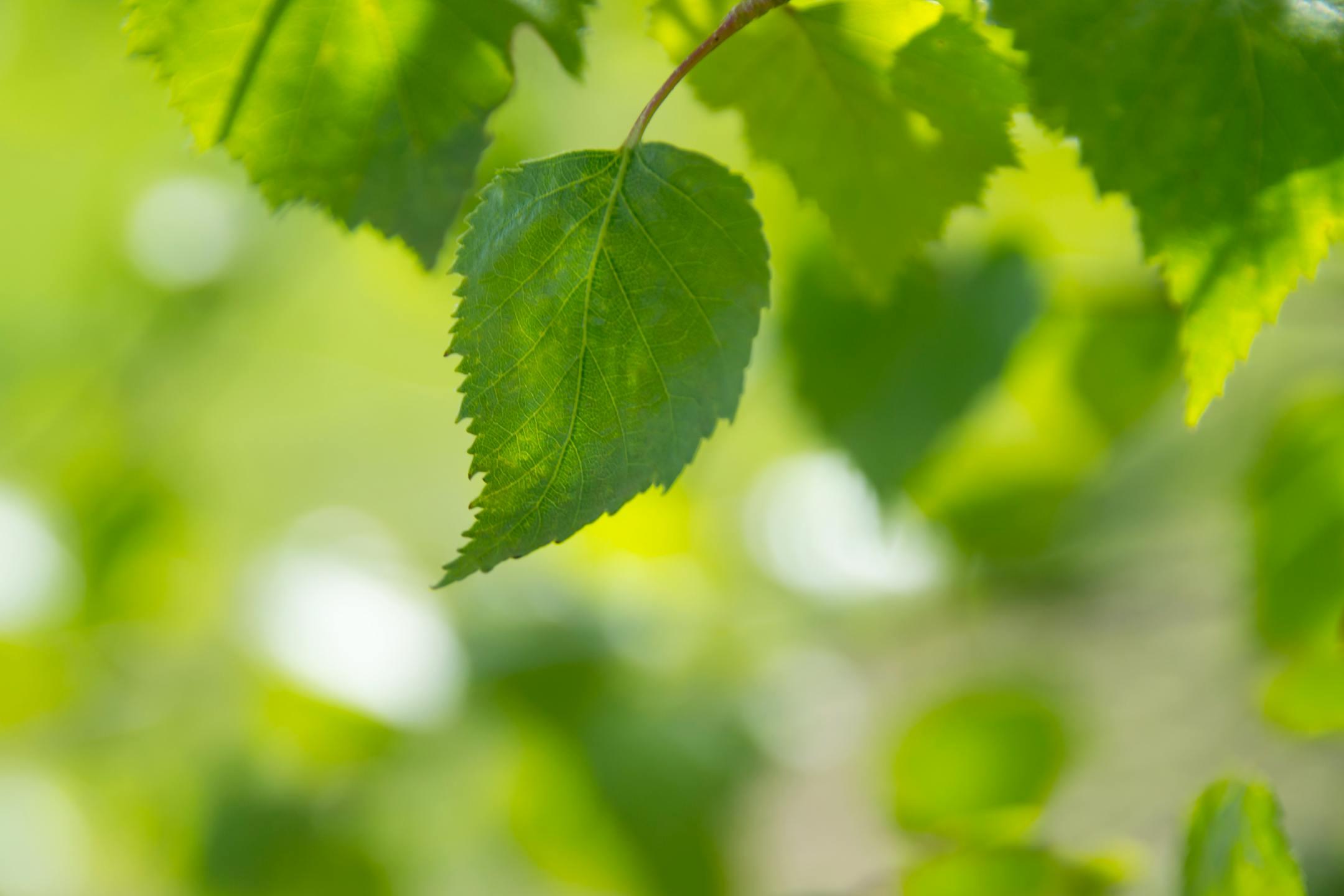 Detailed close-up of a fresh green leaf with blurred lush background, capturing the essence of spring.