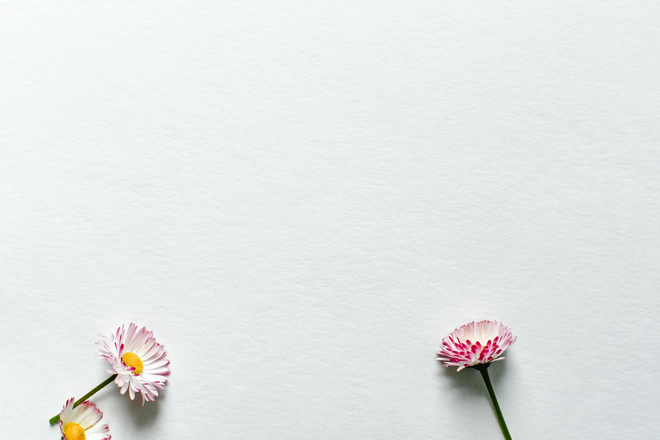 Delicate daisy flowers arranged on a white background, perfect for minimalist and botanical themes.