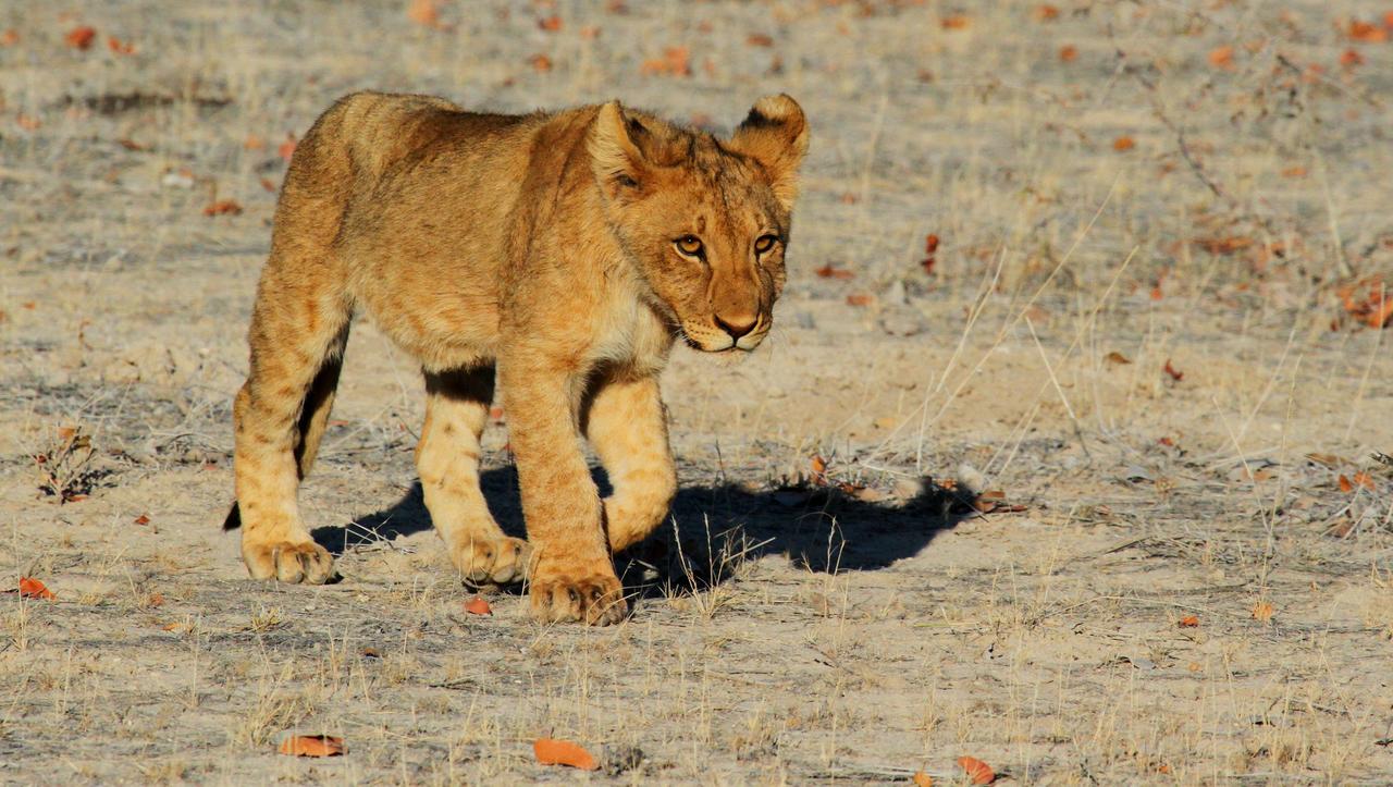 lion-1305797.jpg