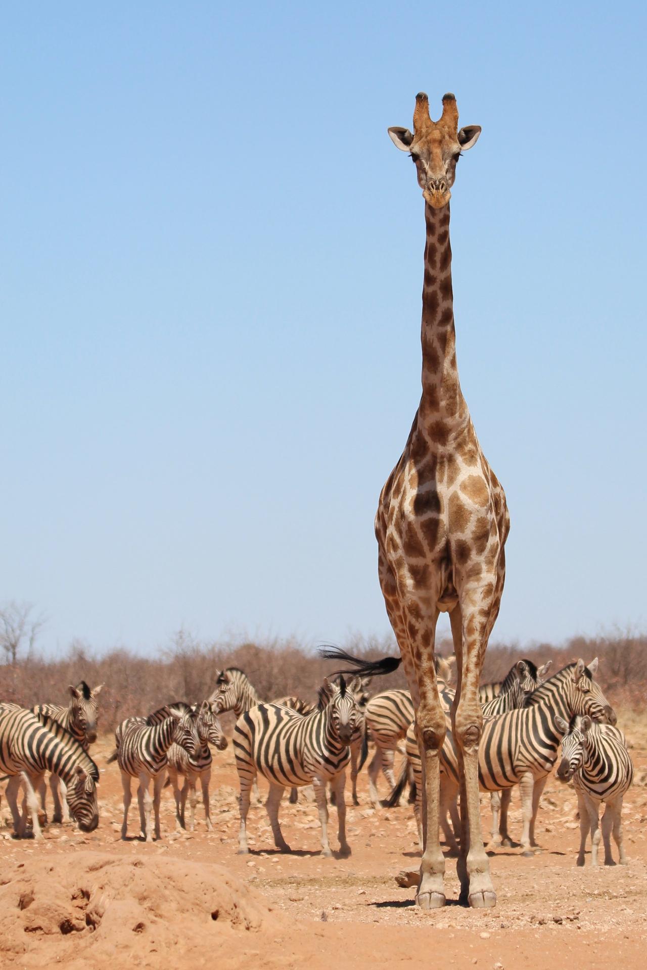 giraffe-8054174.jpg