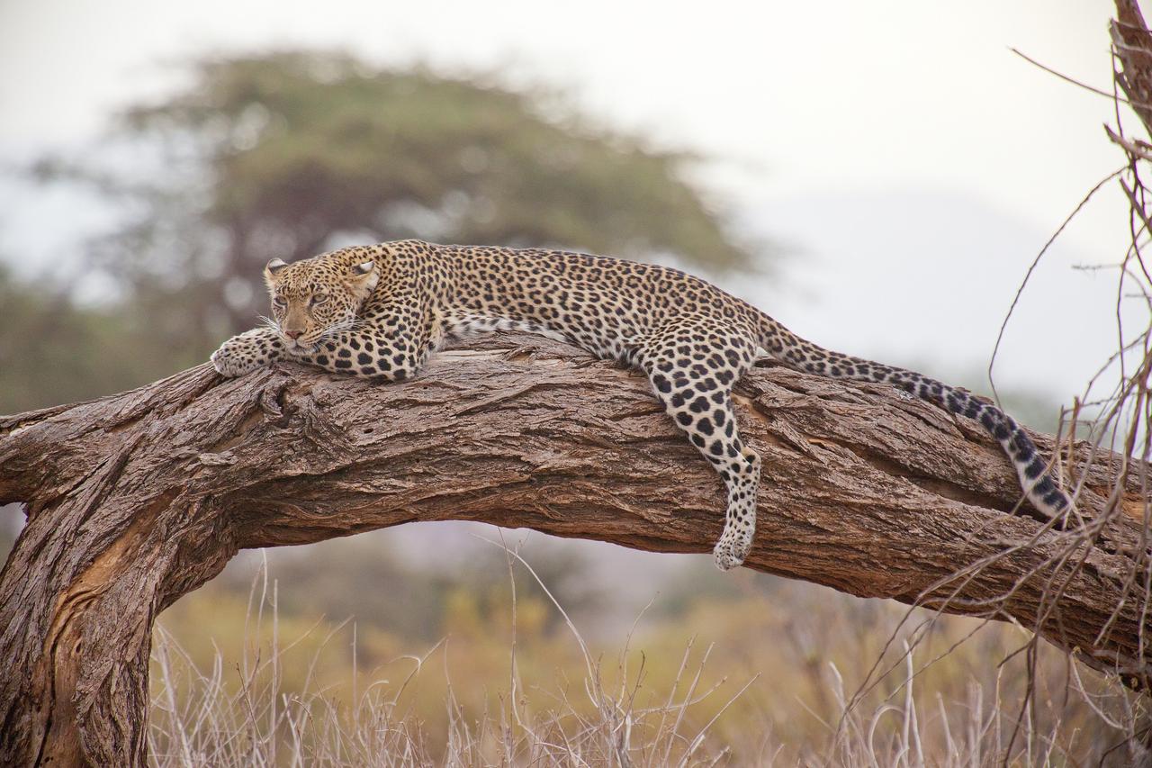 leopard-163035.jpg