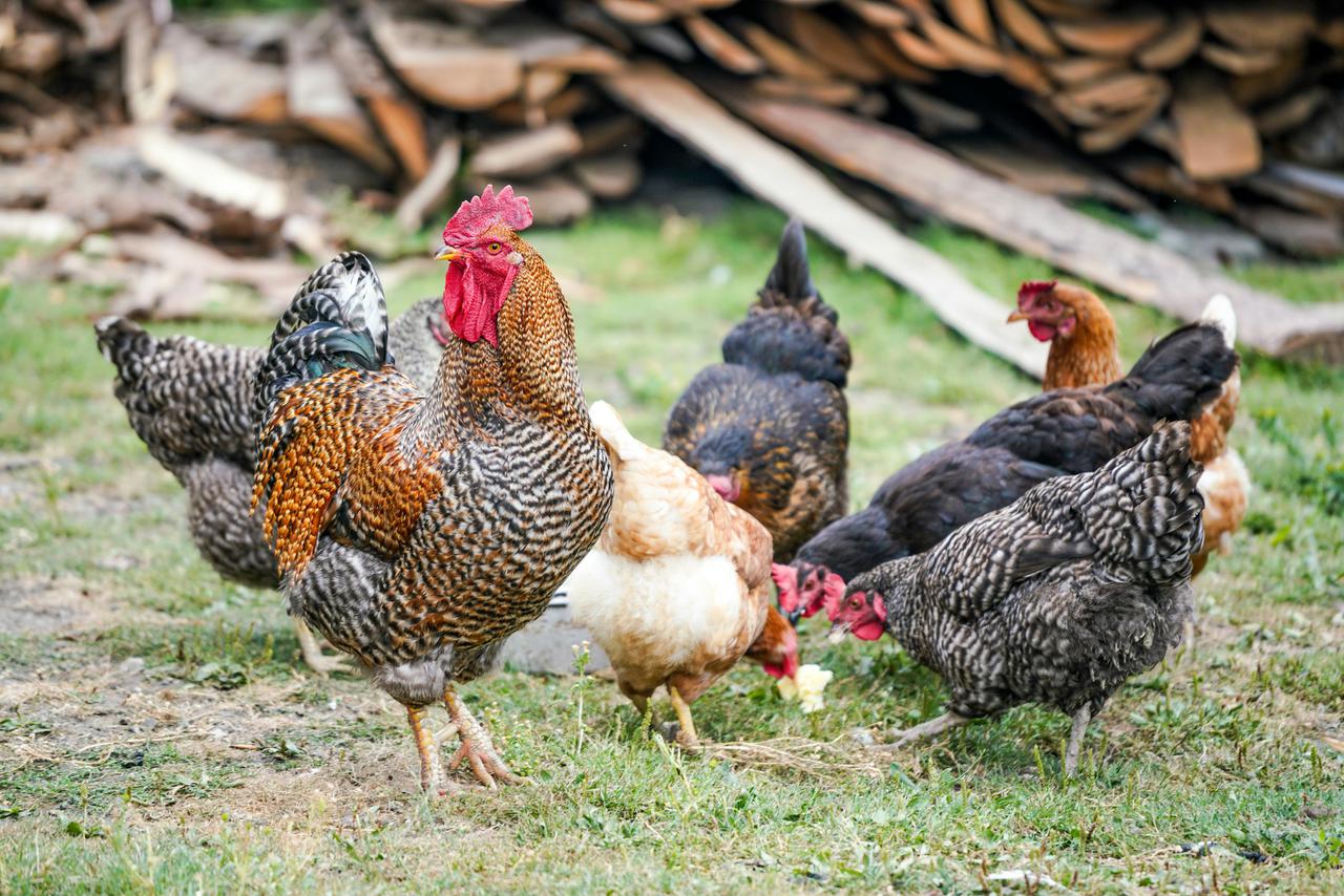 Rooster