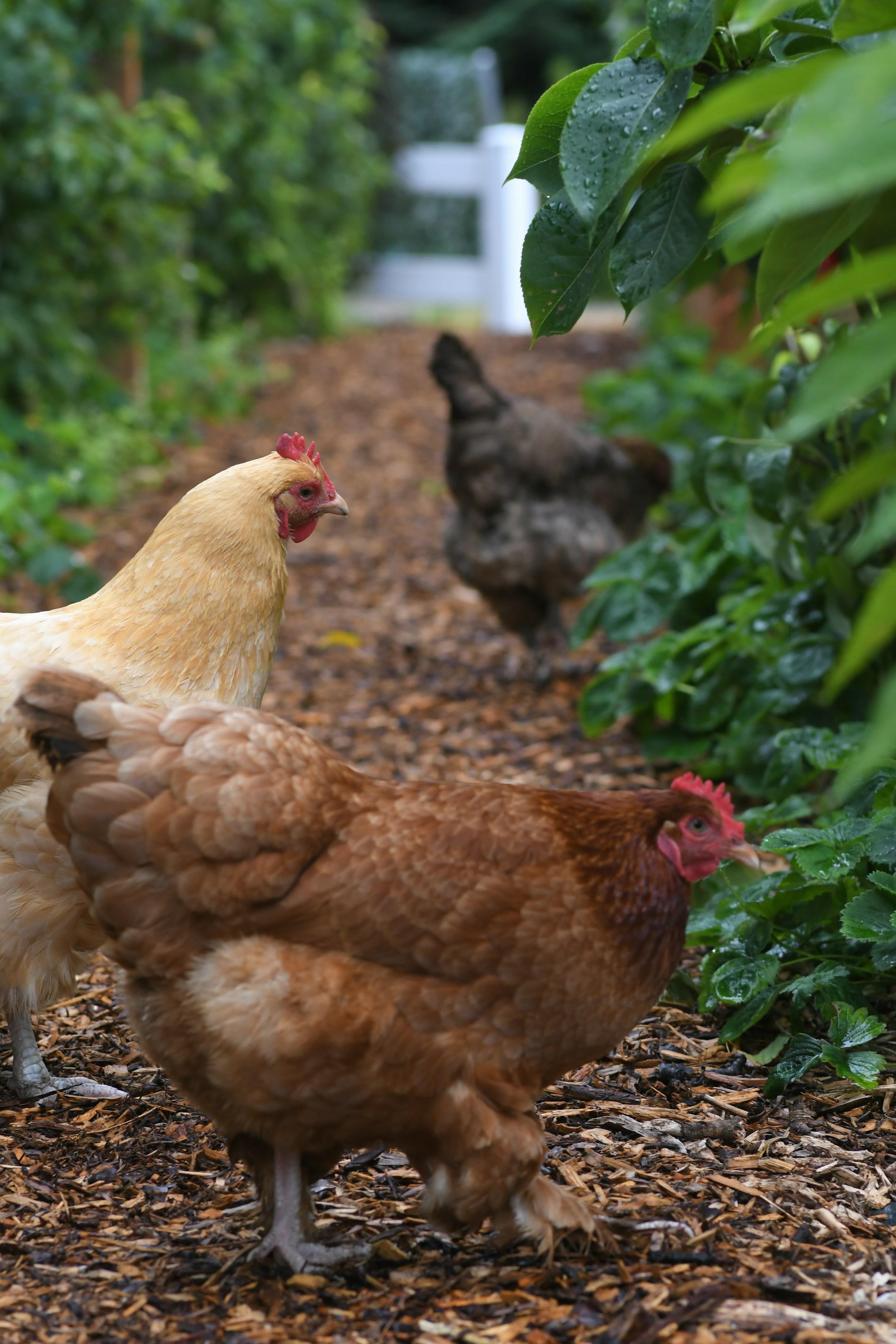 Chickens foraging on the farm