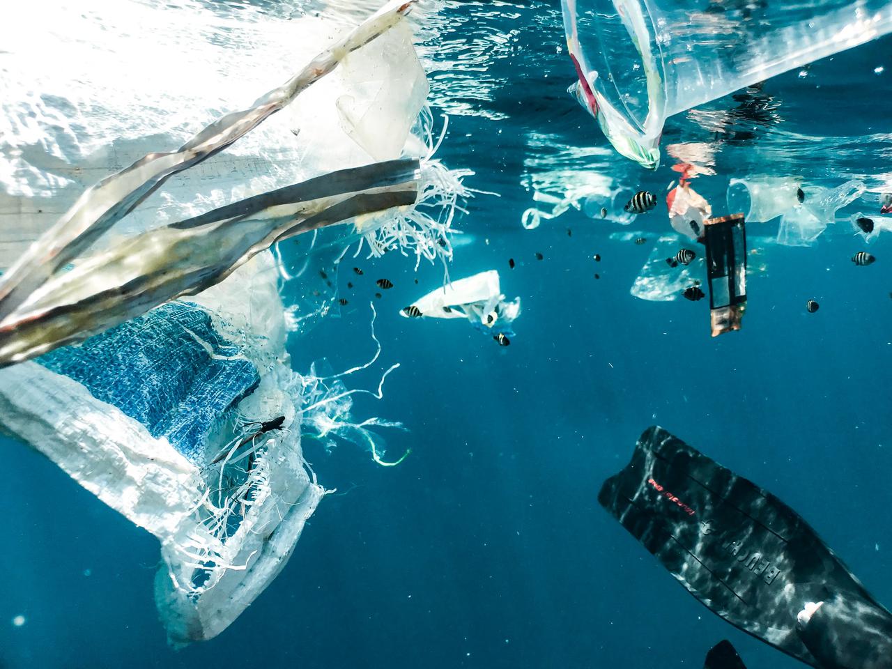 Plastic pollution and juvenile fish.