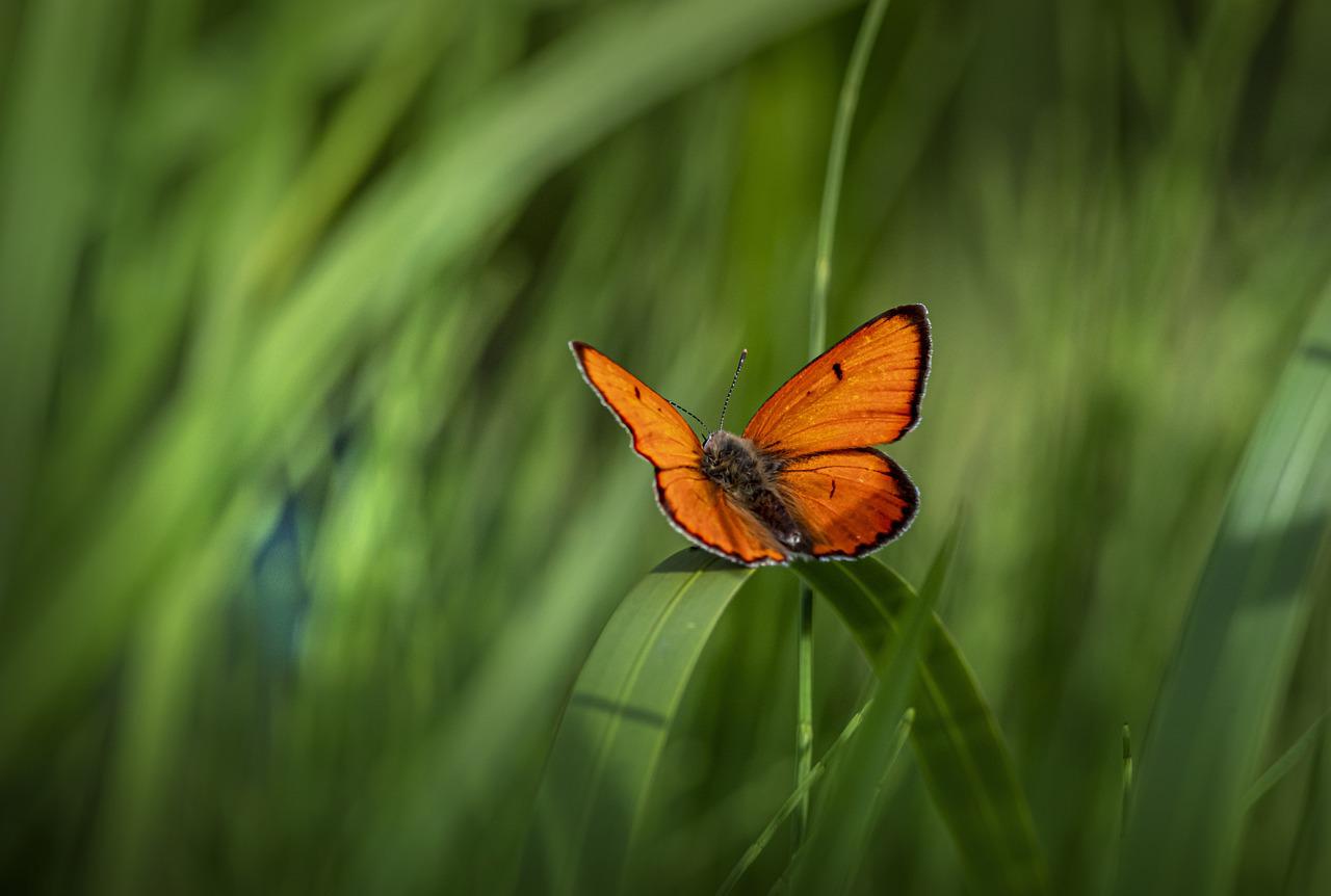 butterfly-7320158_1280.jpg