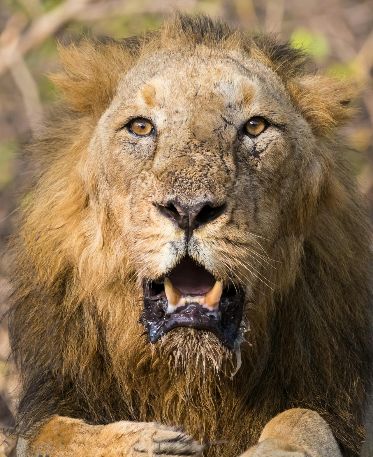 All hail the king