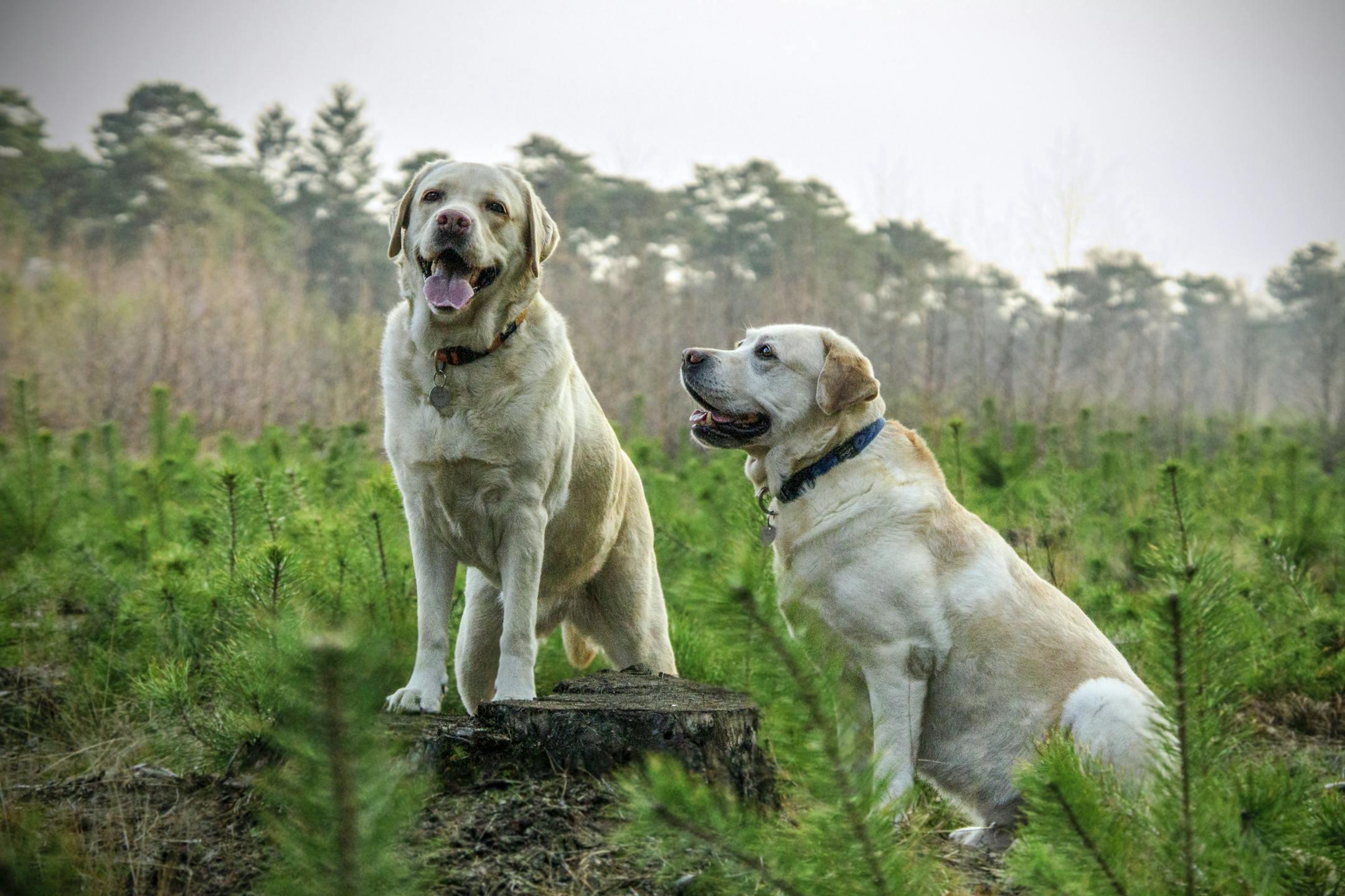 Scooper Troopers dog mascots team providing dog waste removal service in South East England