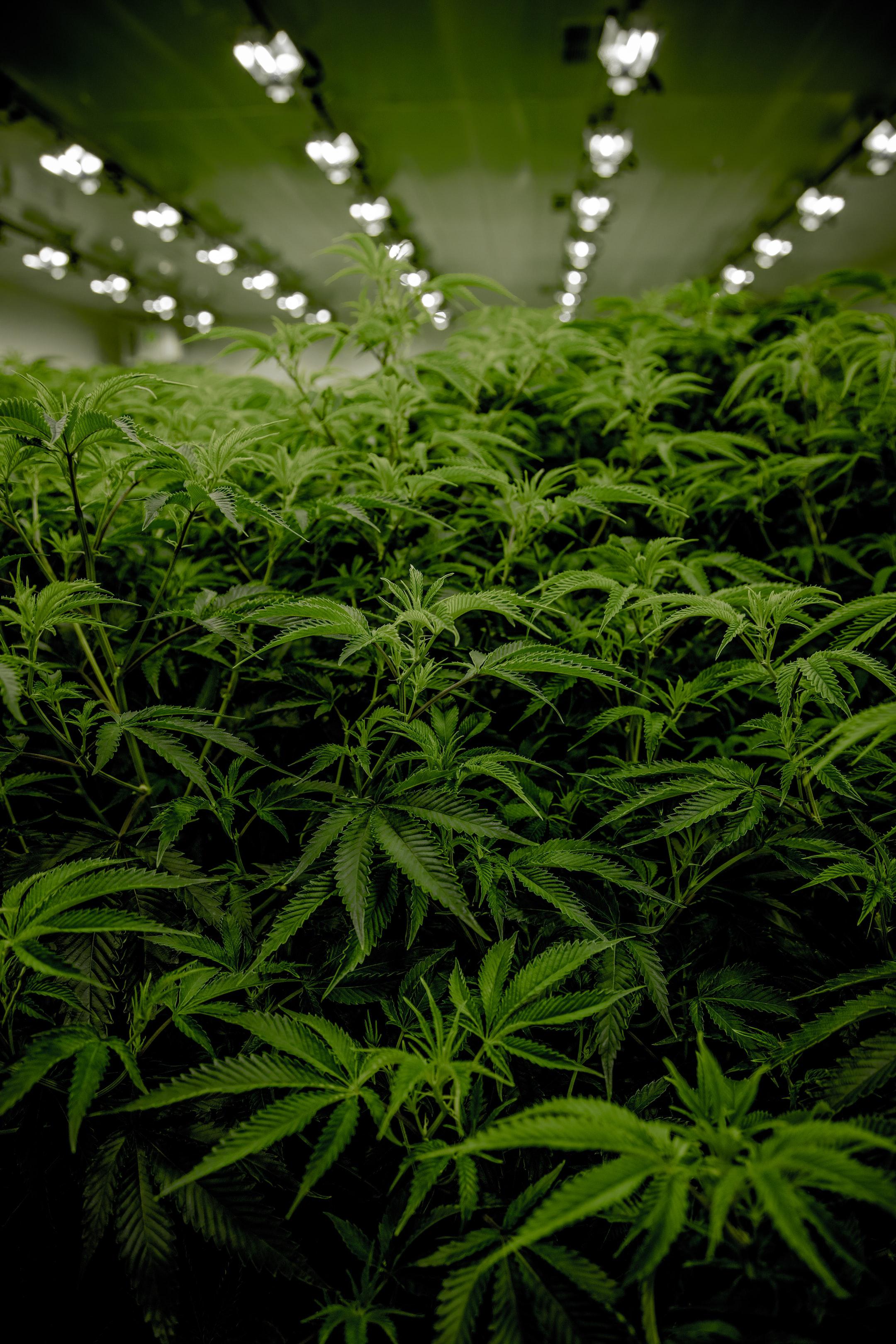 Next Green Wave Cannabis plants in California