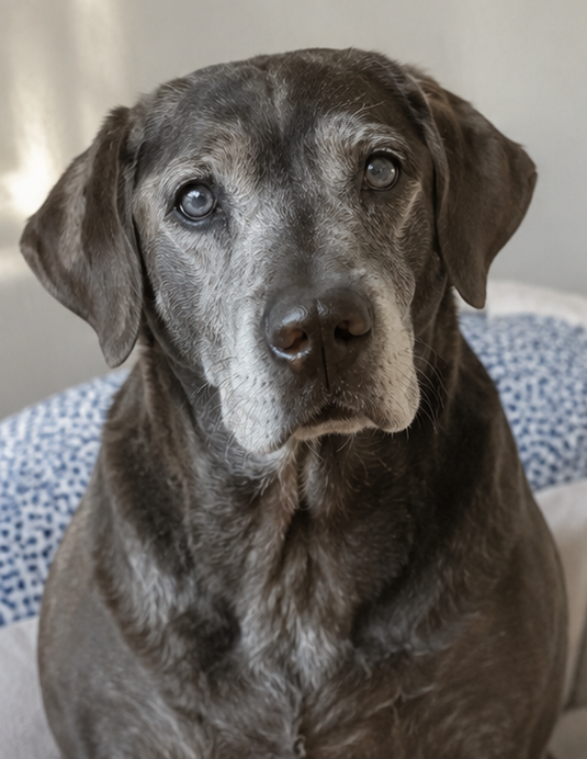 Bailey