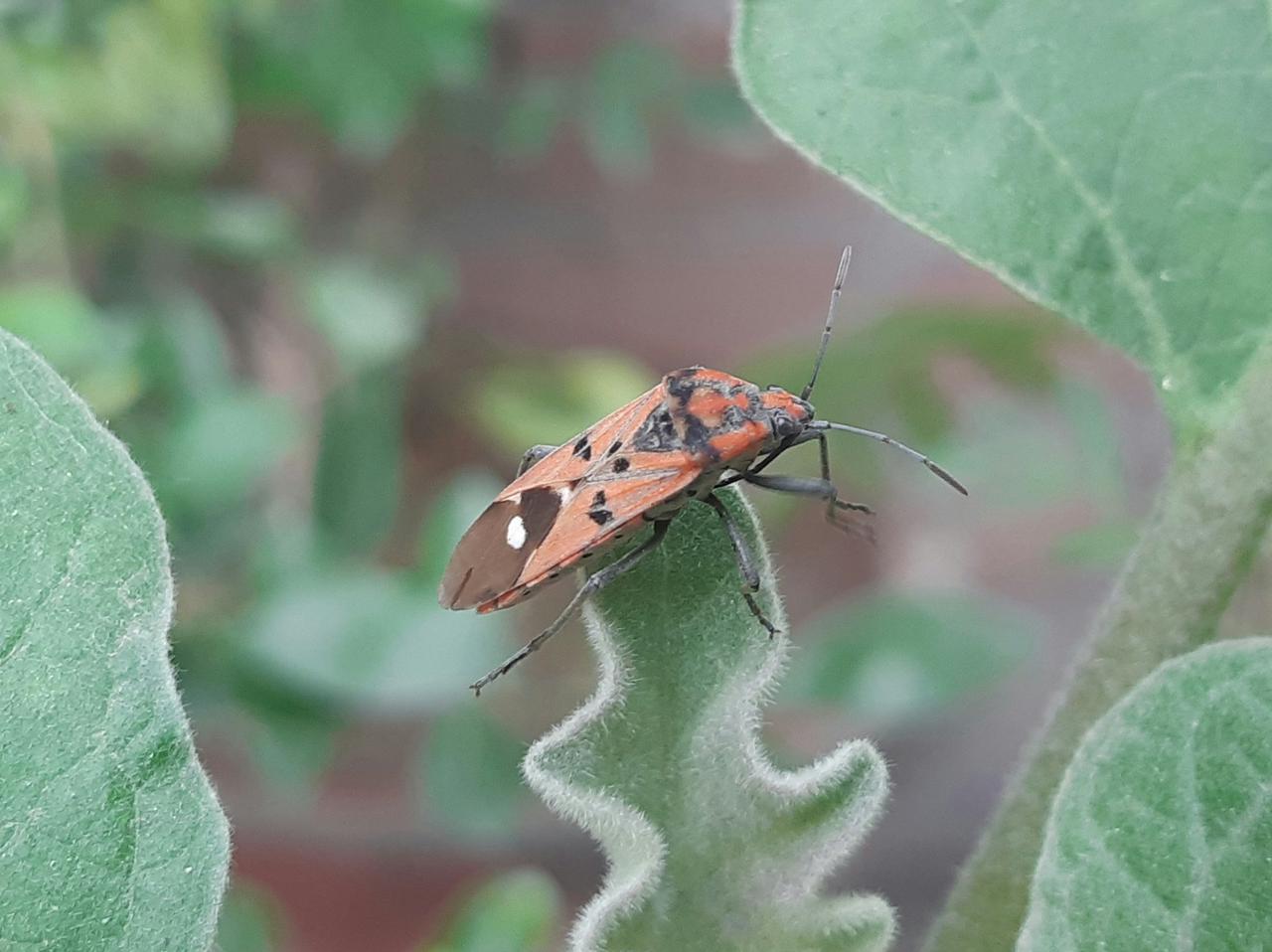 Shield bug