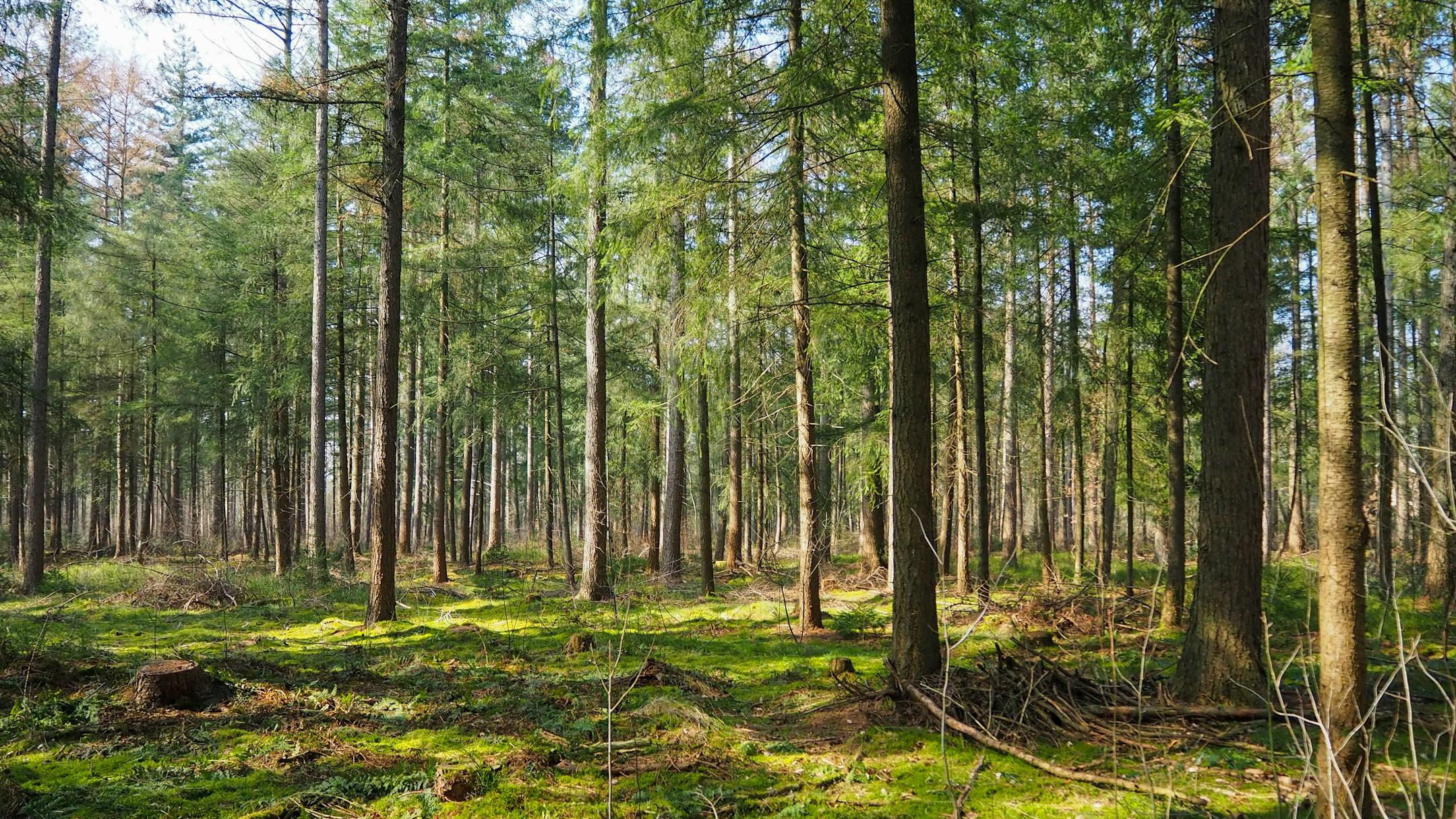 It's lovely to walk in the forests on the Veluwe, even in wintertime.