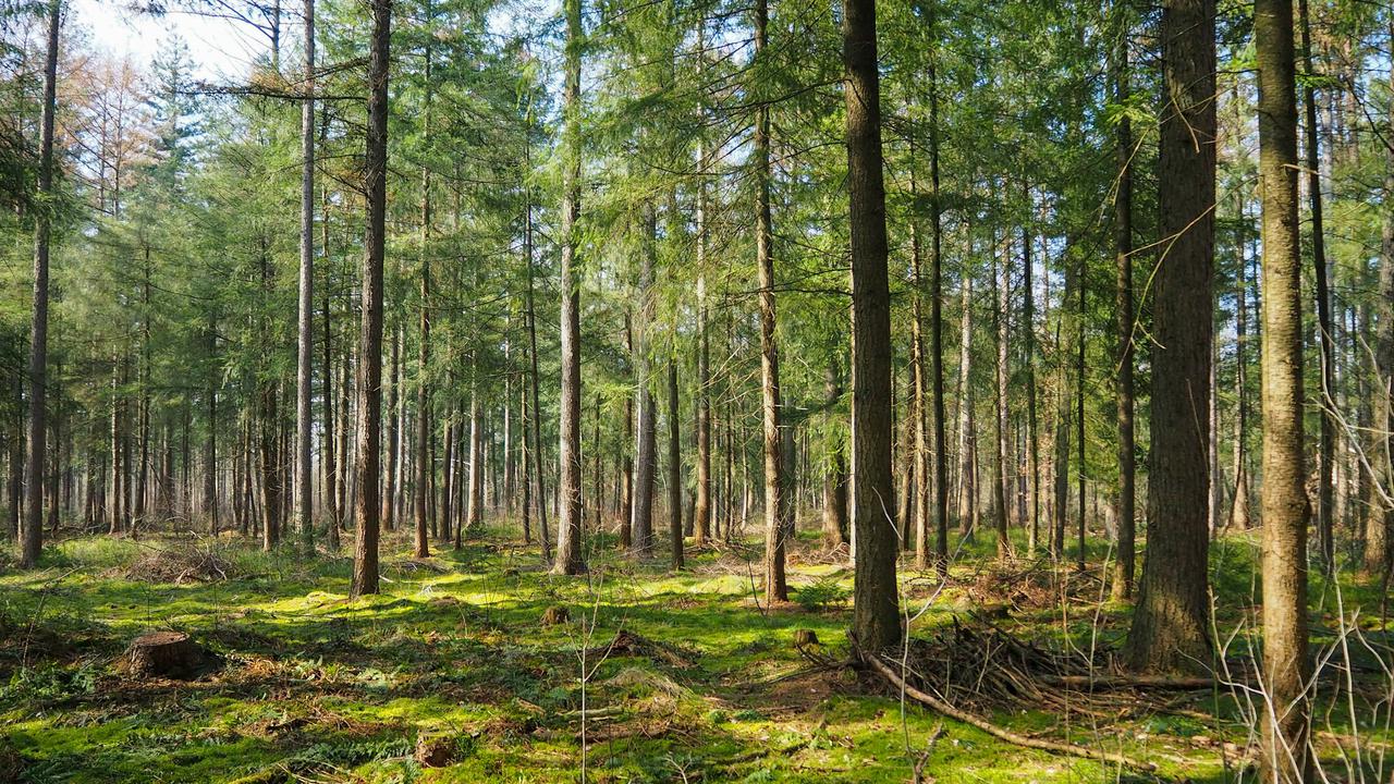 It's lovely to walk in the forests on the Veluwe, even in wintertime.