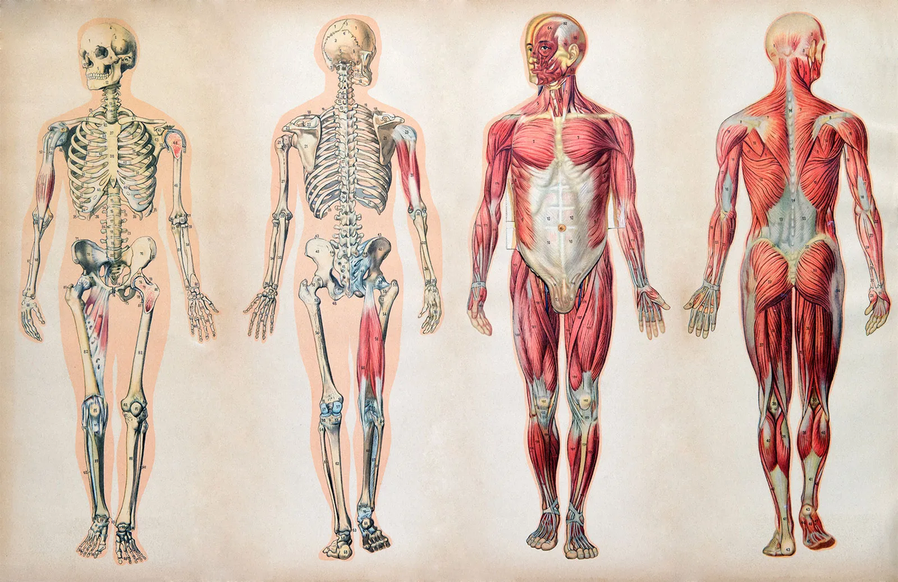 anatomy-charts-human-body-muscle-systems-skeletal.webp