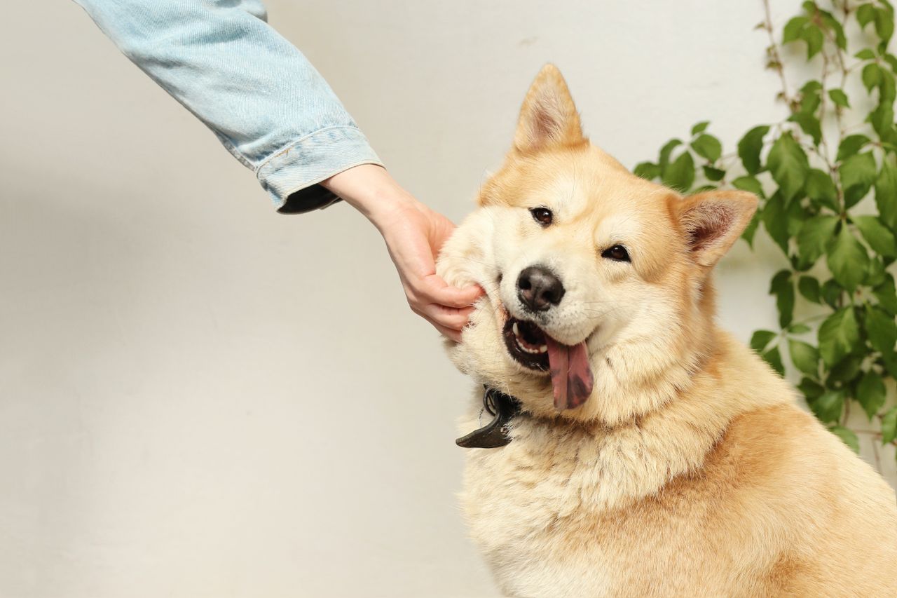 Pet owner with happy dog