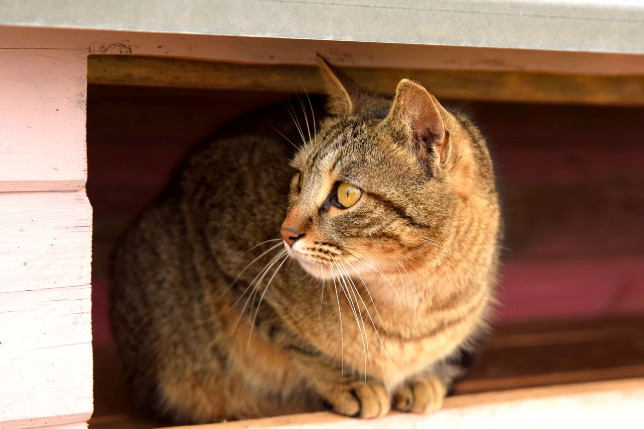 Rescue animals at shelter