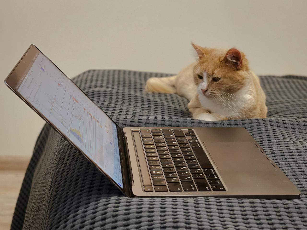 If you like this photo, please make link back to my site https://smeshny.com/ | The cat watches price of the Bitcoin on TradingView |