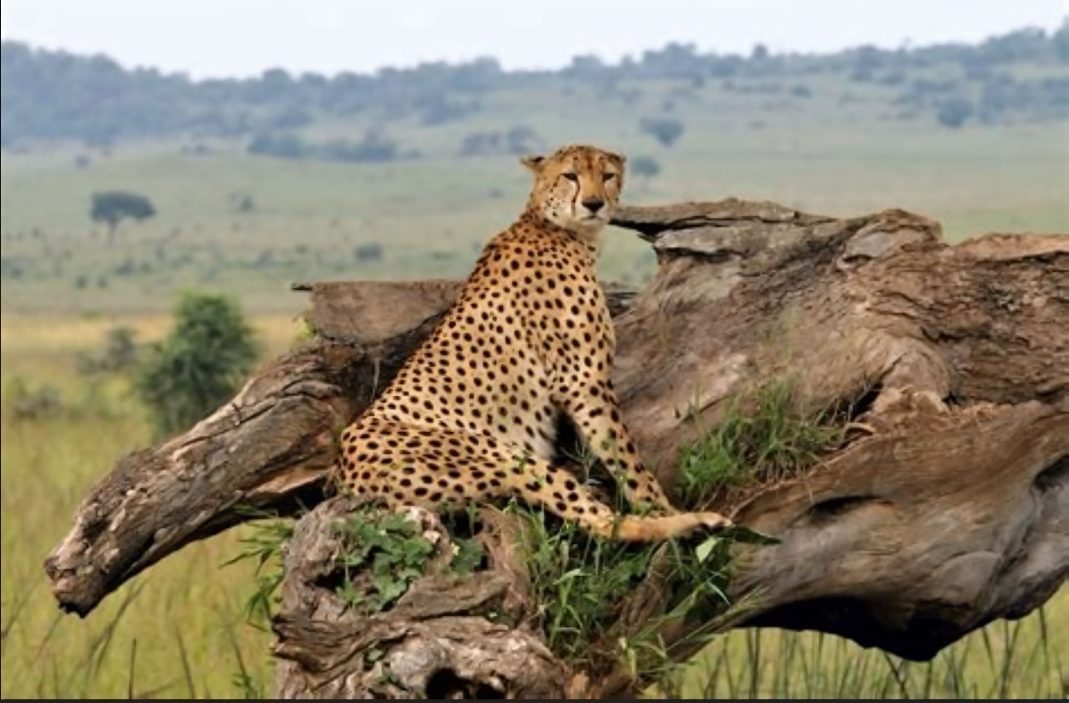 Kidepo Valley scenic landscape and wildlife
