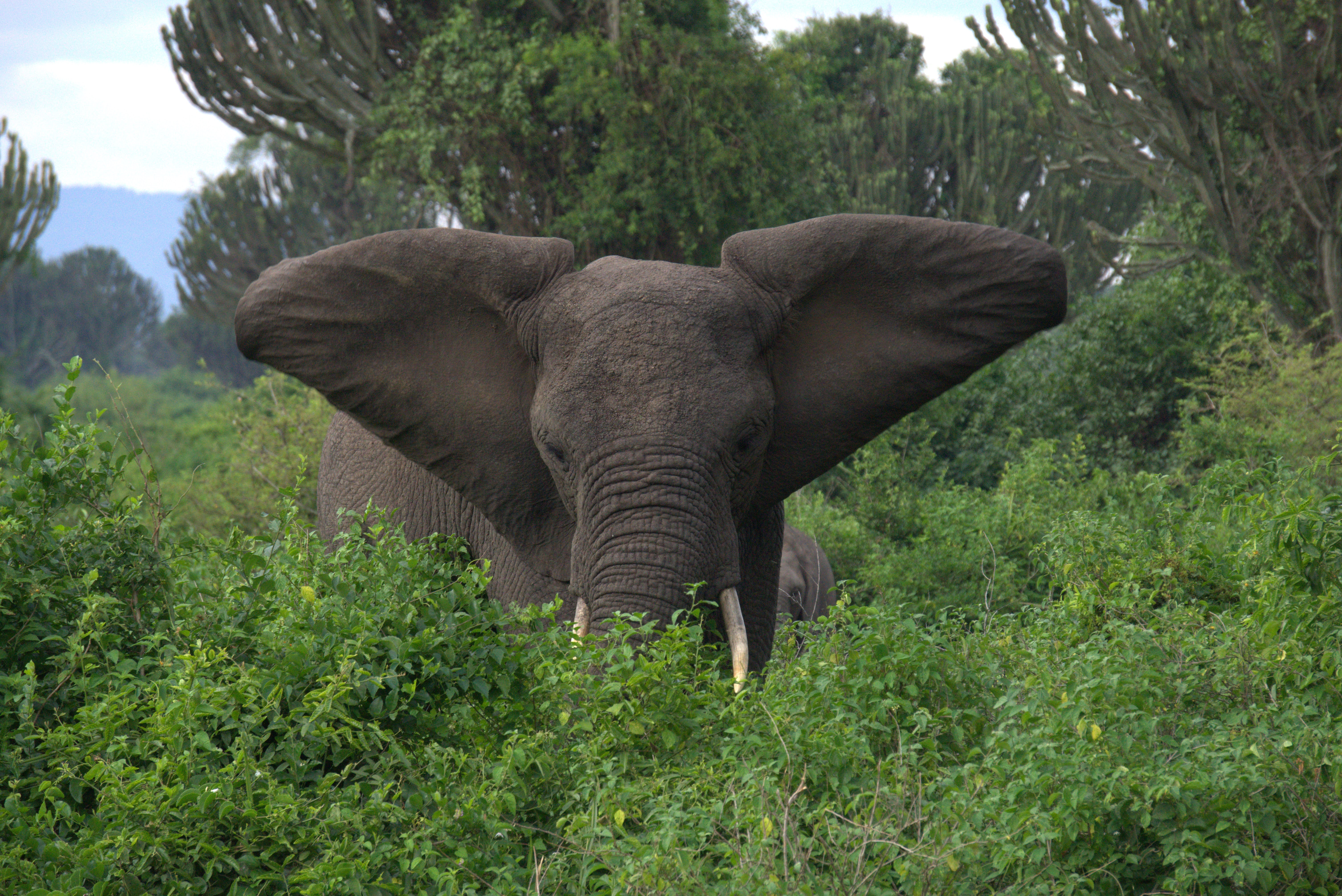 Queen Elizabeth National Park Safari