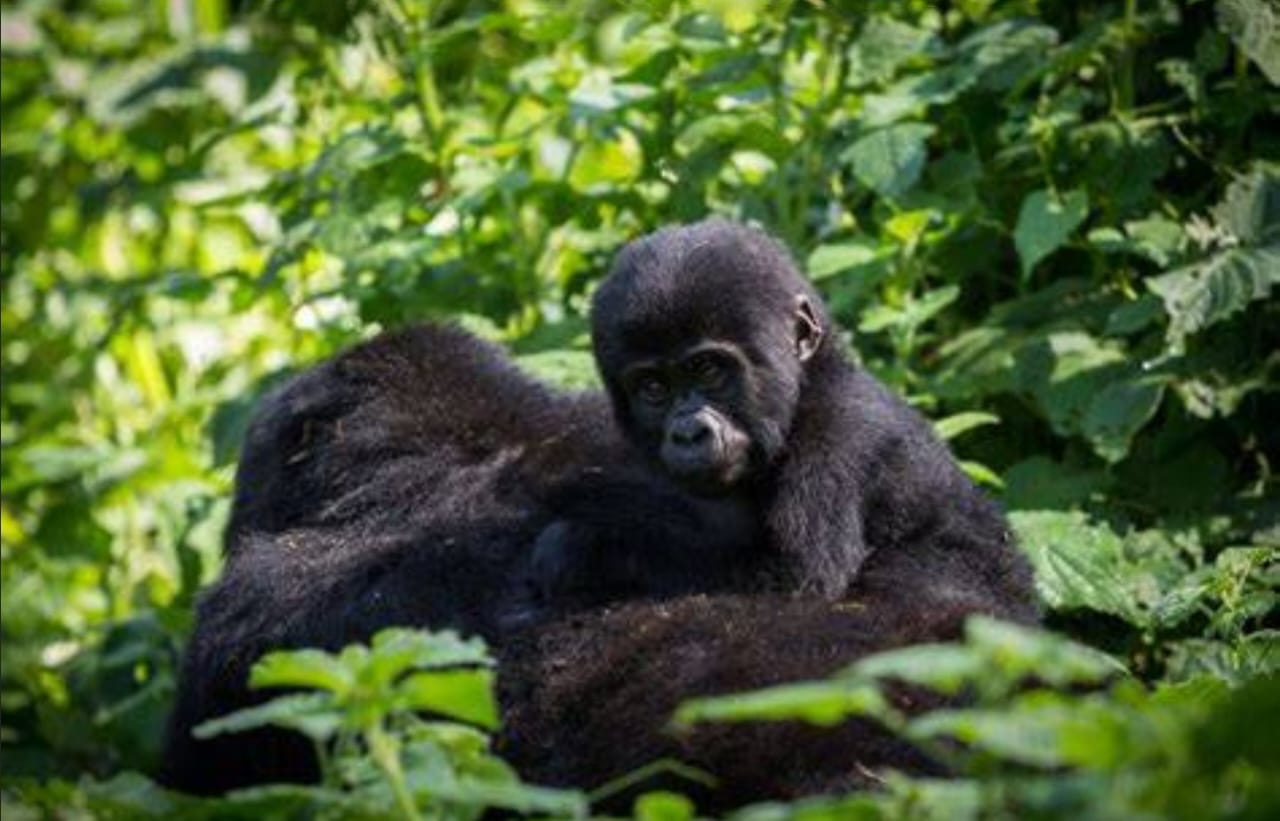Majestic gorilla trekking moment