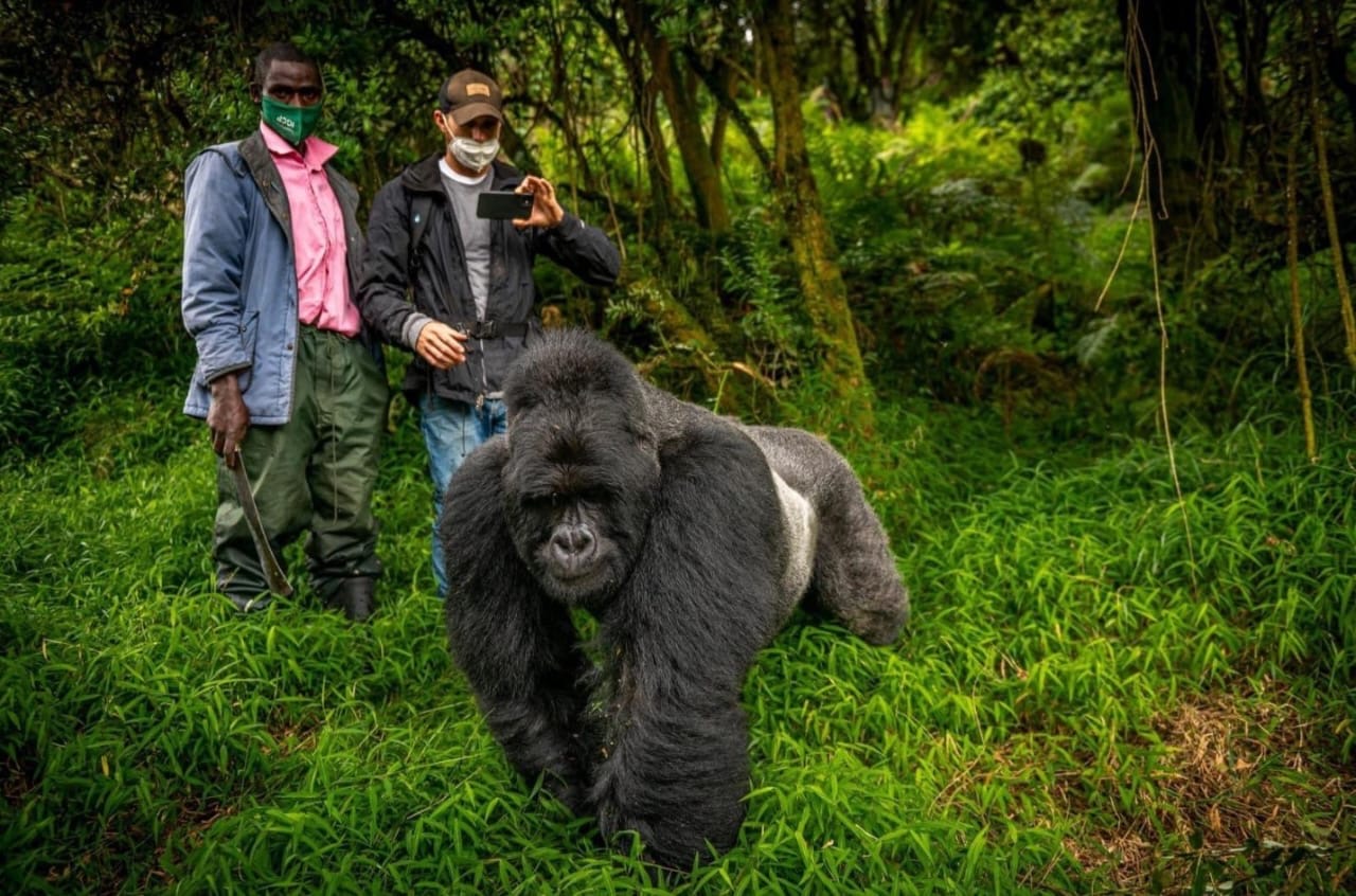 Gorilla trekking experience in rainforest