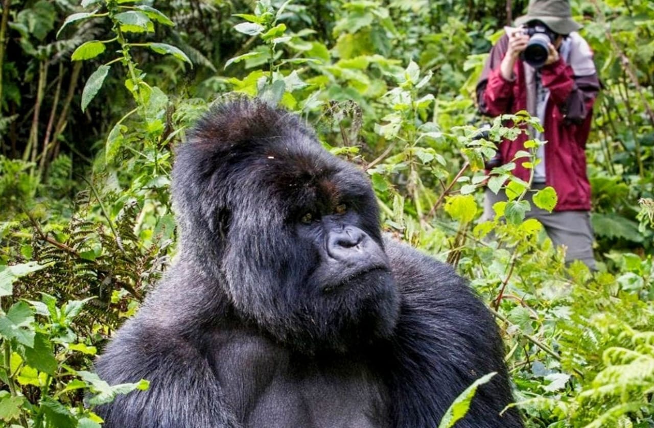 Gorilla Trekking Experience