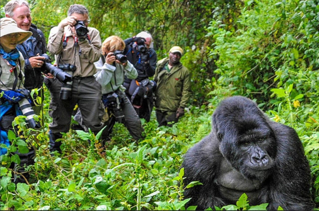 Gorilla family in forest habitat
