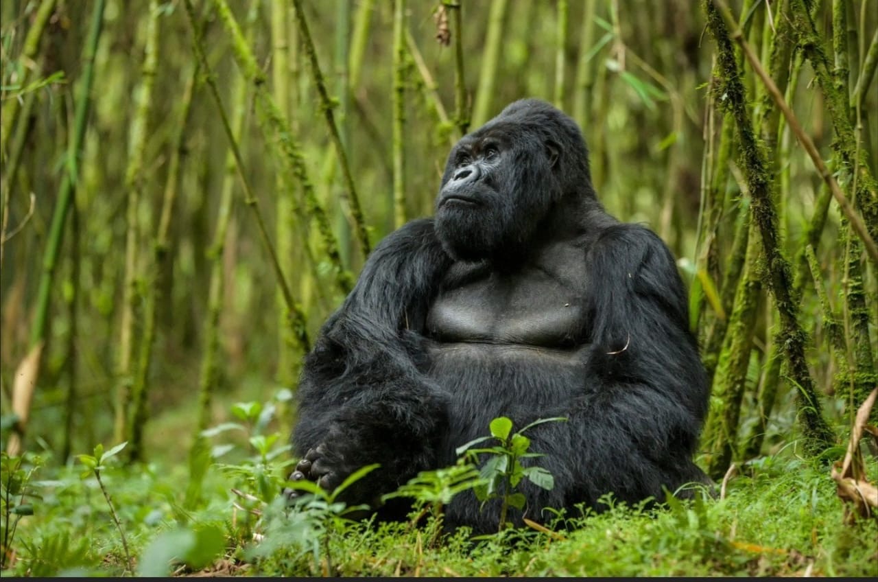 Gorilla close-up in rainforest