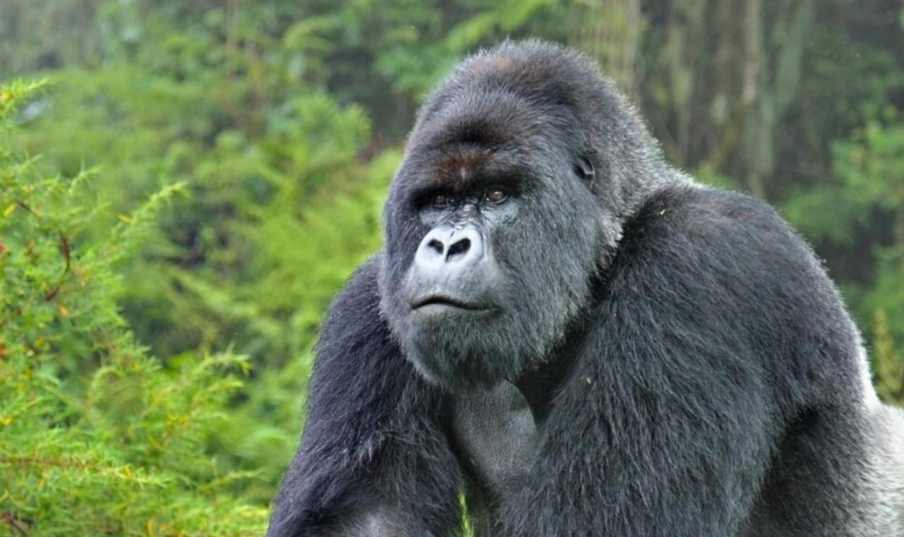 Gorilla in natural habitat