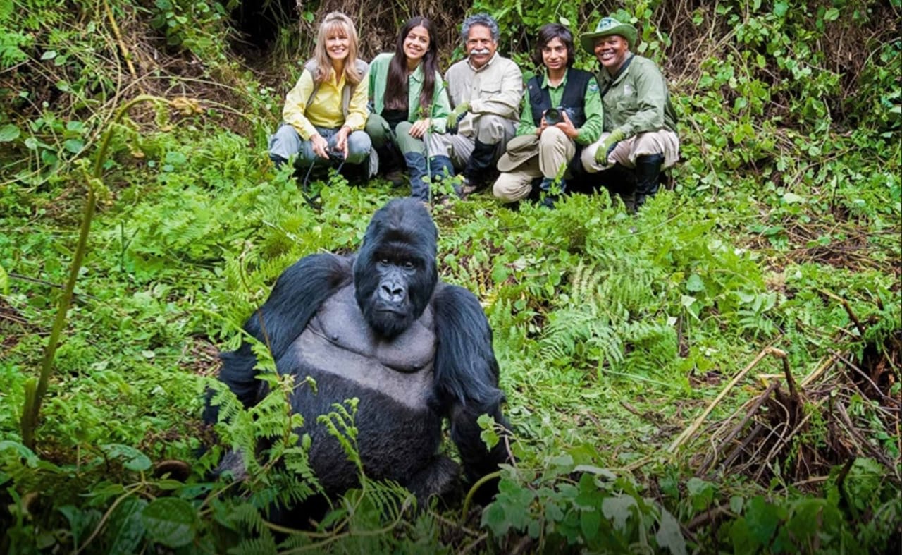 Gorilla in lush forest setting