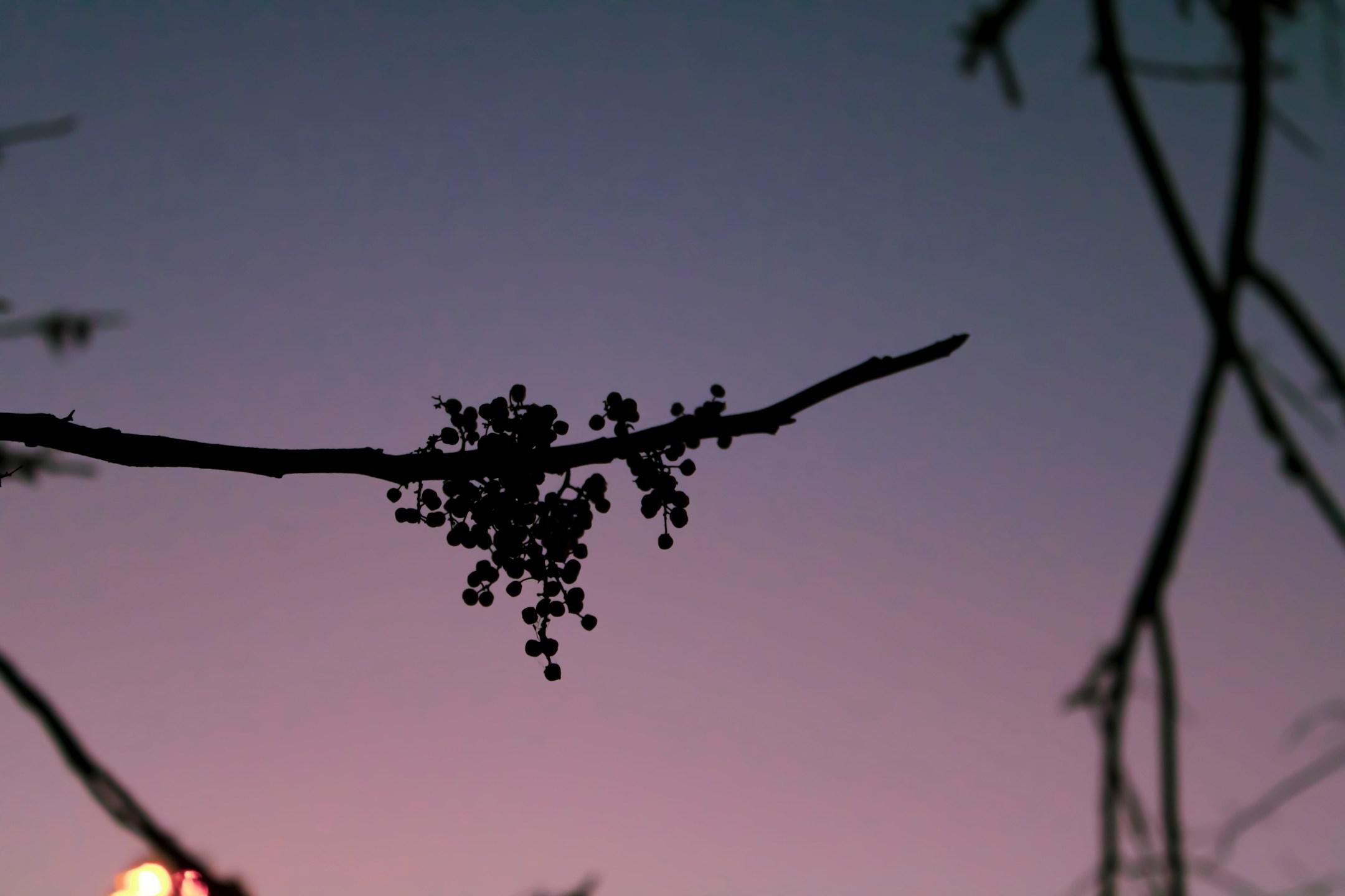 Branch with small berries silhouetted in front of beautiful sunset.