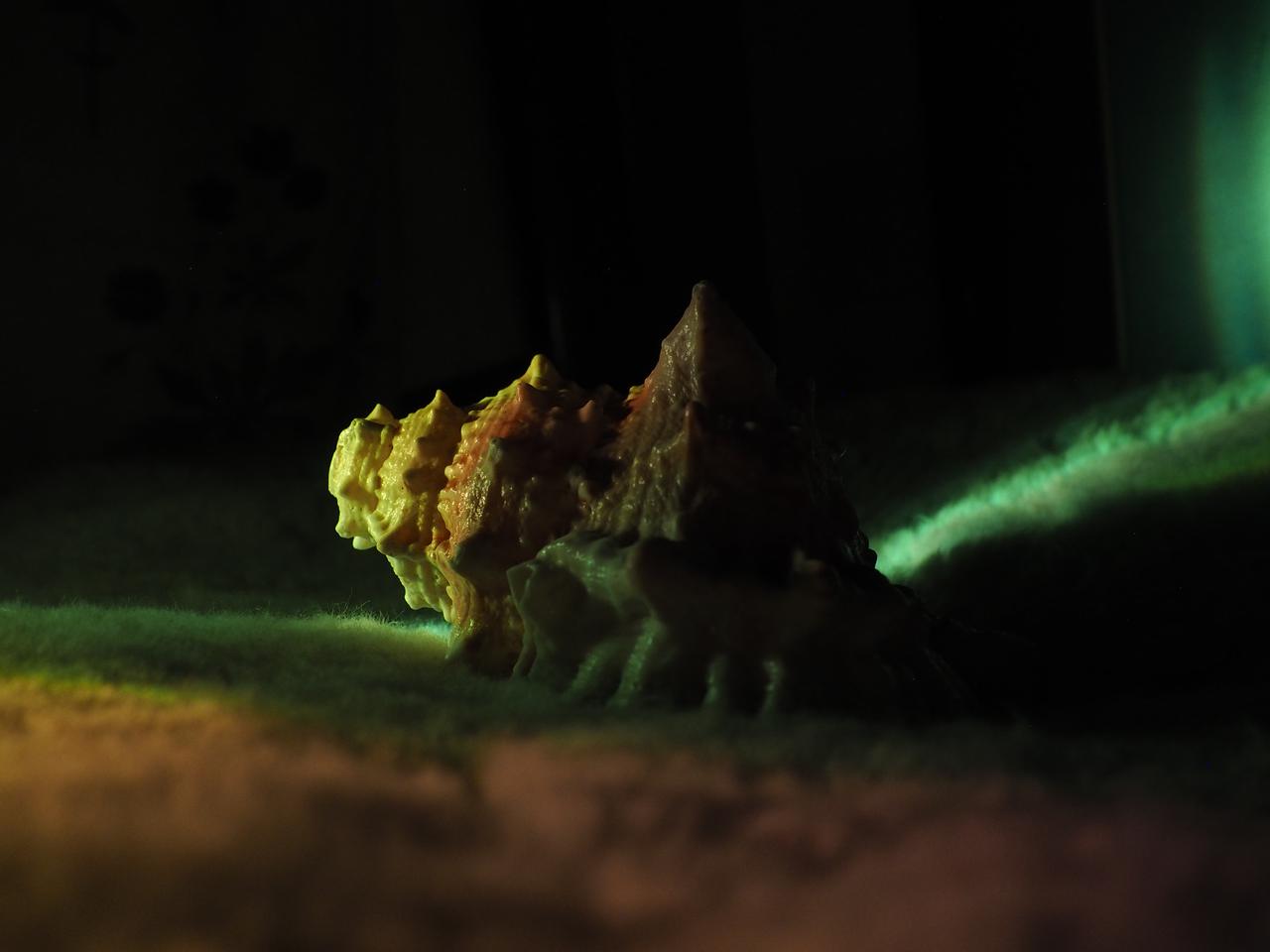 conchiglia cornuta.4.jpg