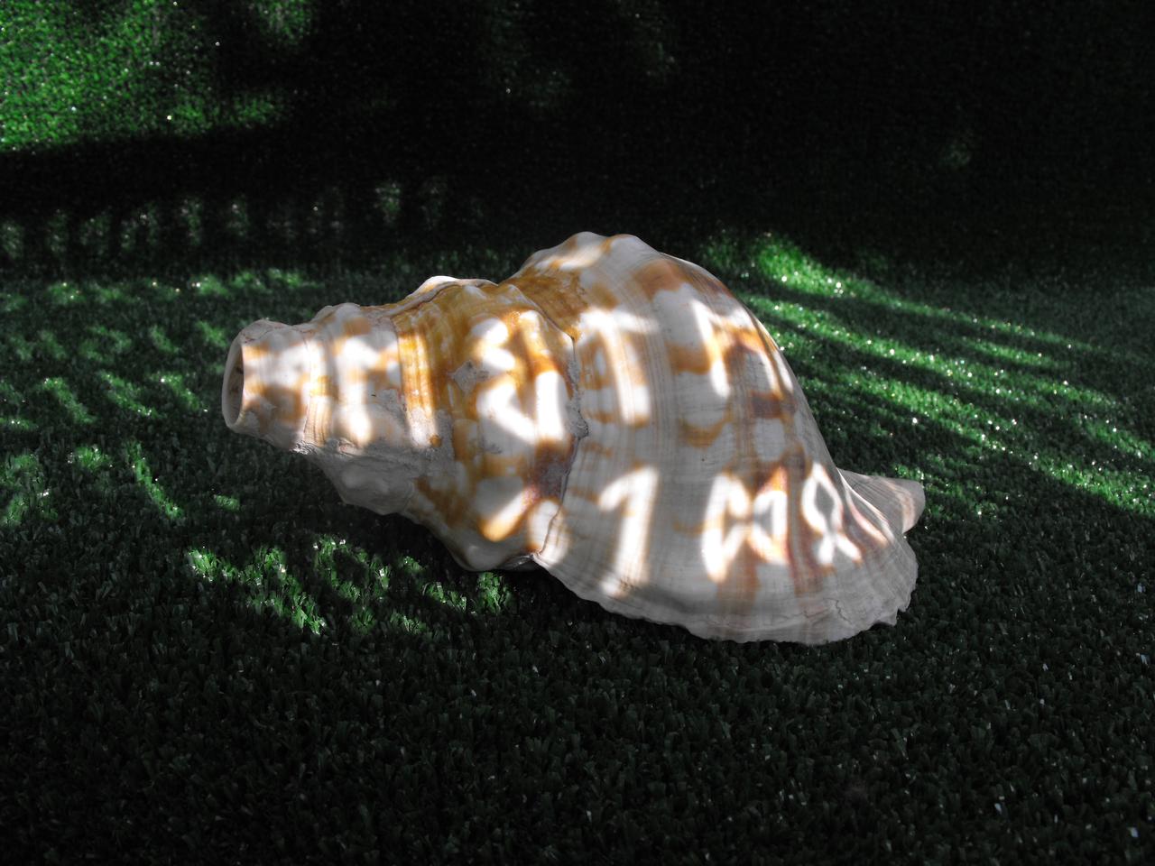 dscf7305.jpg