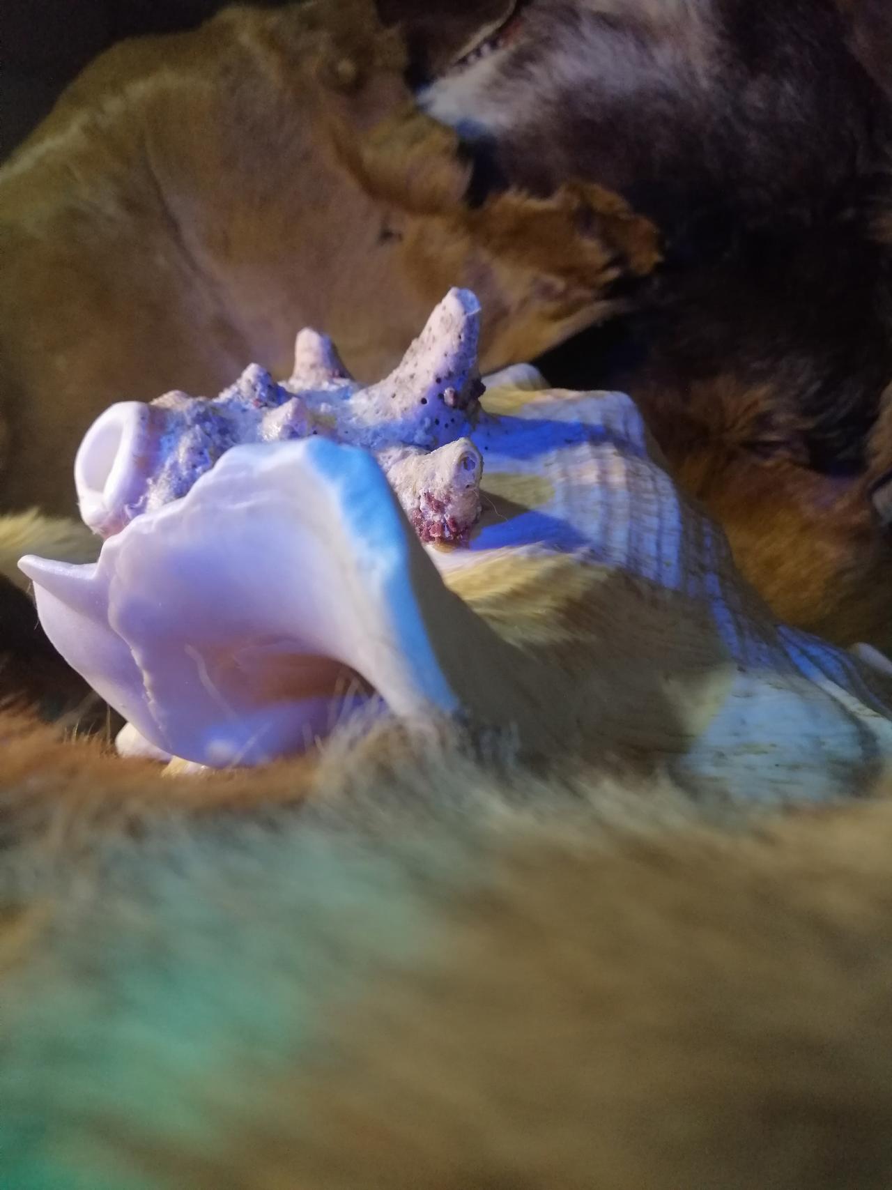 cornuta giga .3.jpg