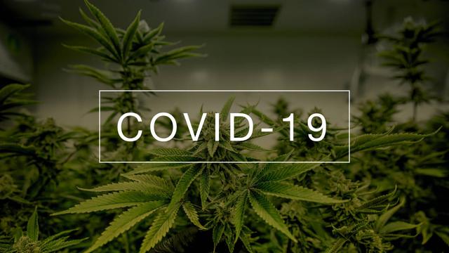 coronavirus-affect-on-insurance-cannabis.jpg